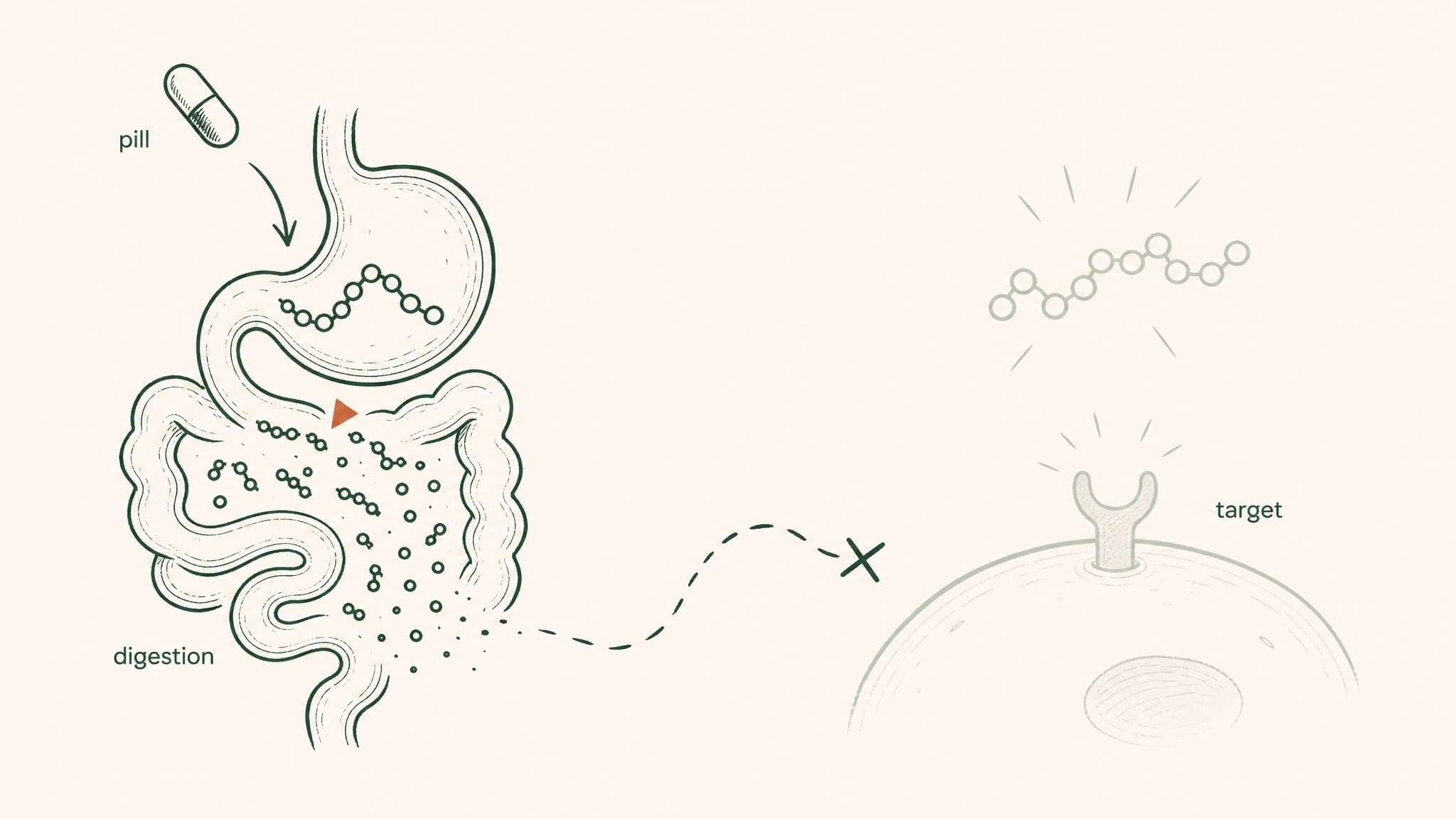 Are Peptide Pills a Scam? The Honest Answer