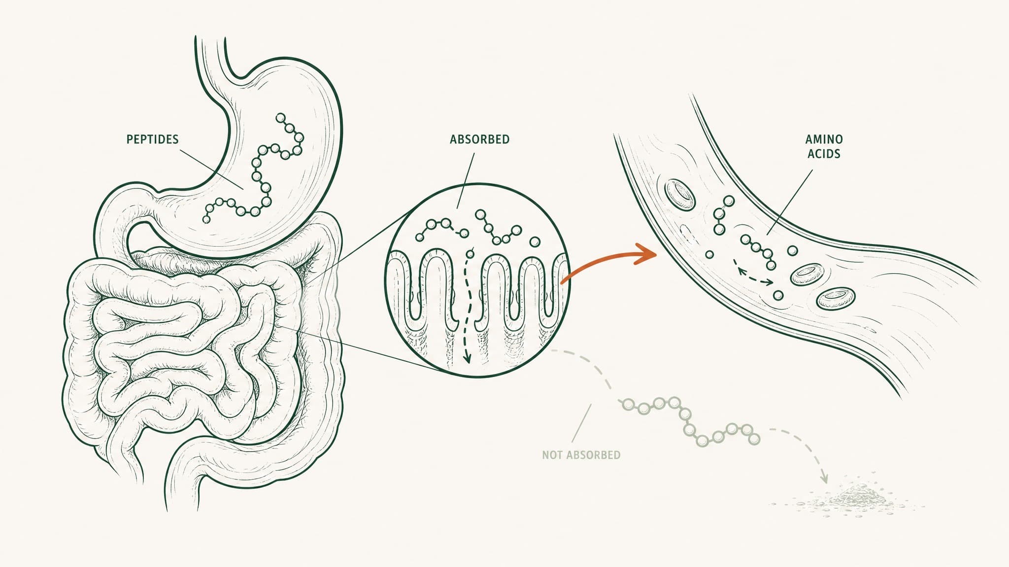 Are Peptides Bad for You? What the Research Shows