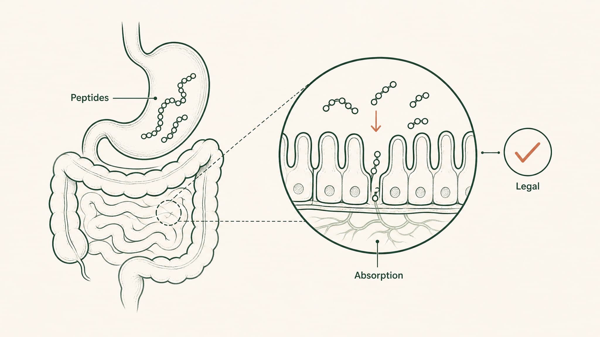 Are Peptides Legal? What You Need to Know in 2026
