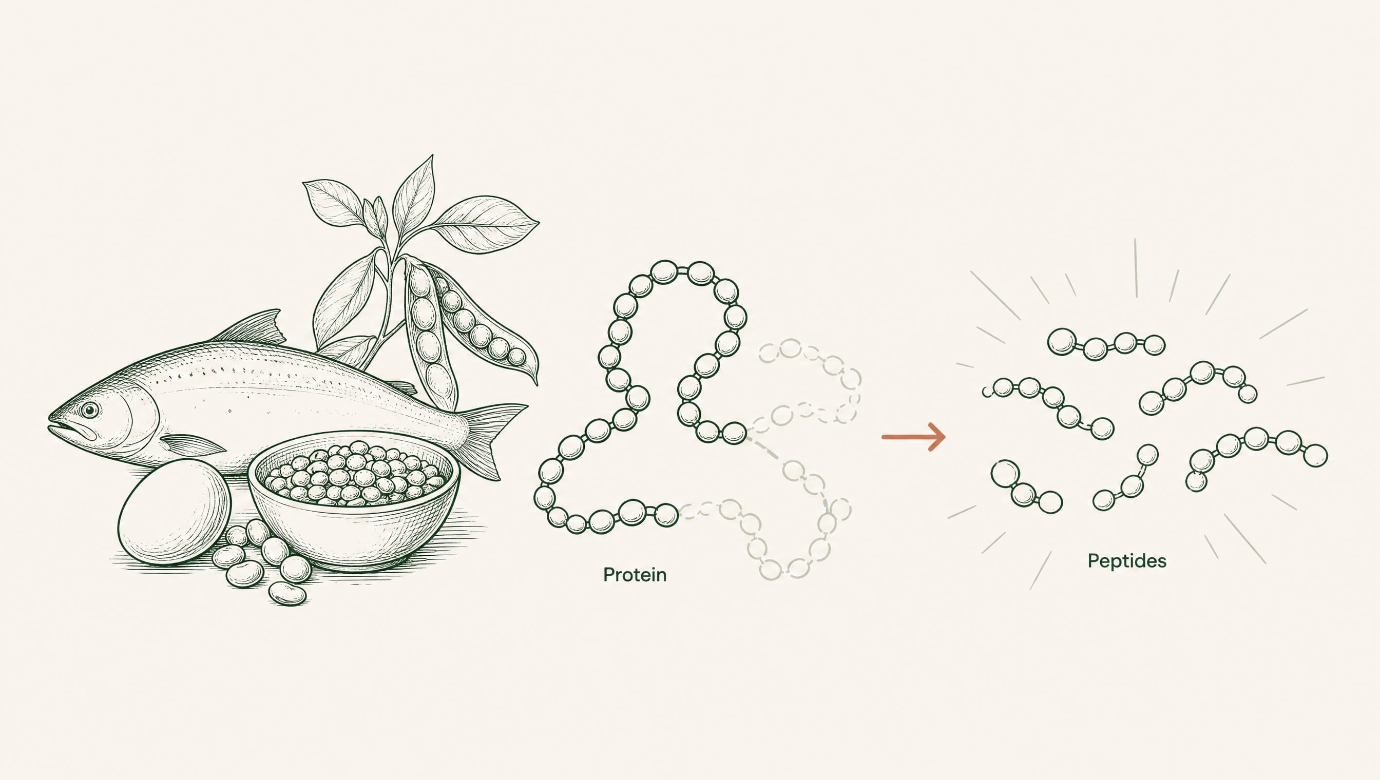 Are Peptides Natural? What the Science Actually Says