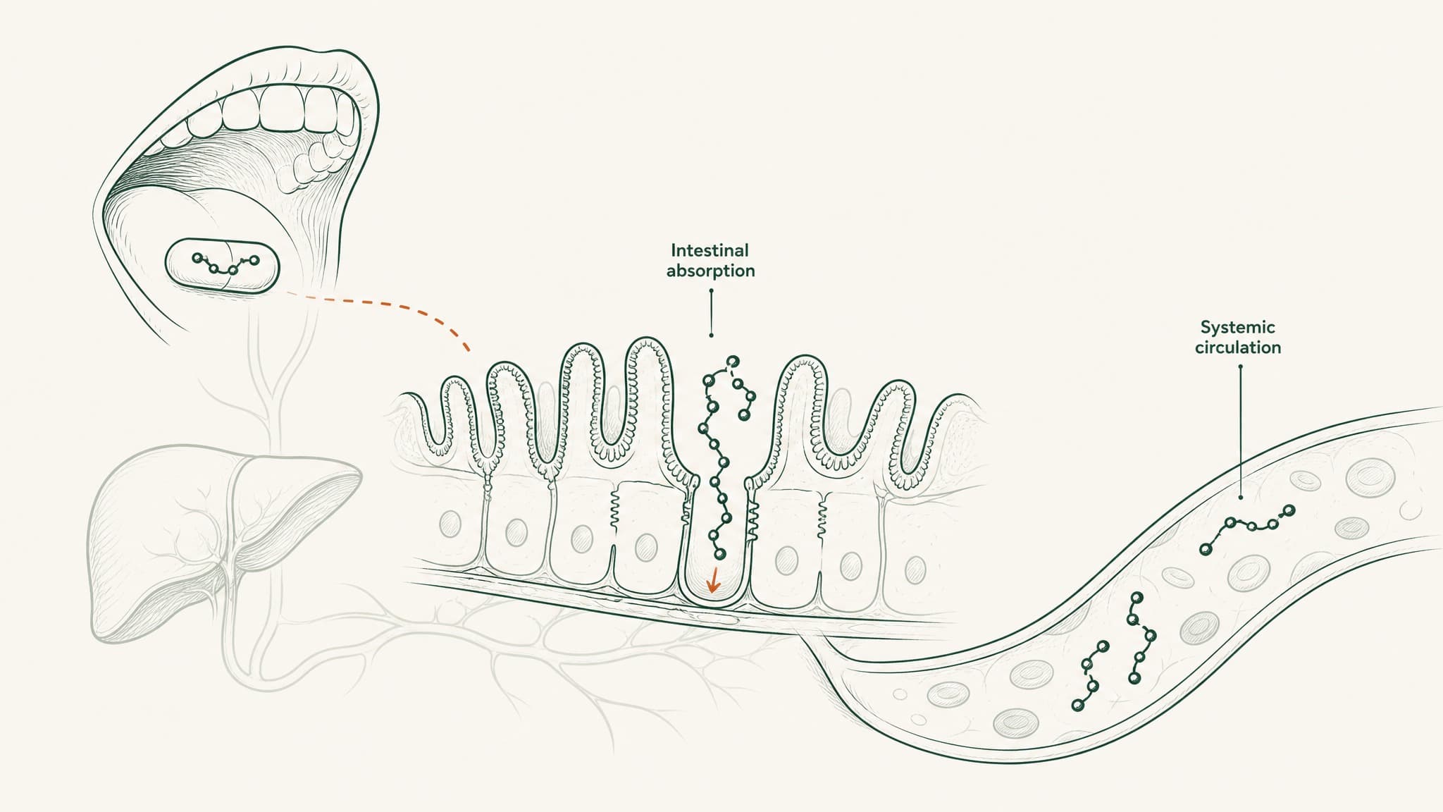 Best Oral Peptide Bioavailability: 4-Way Format Comparison