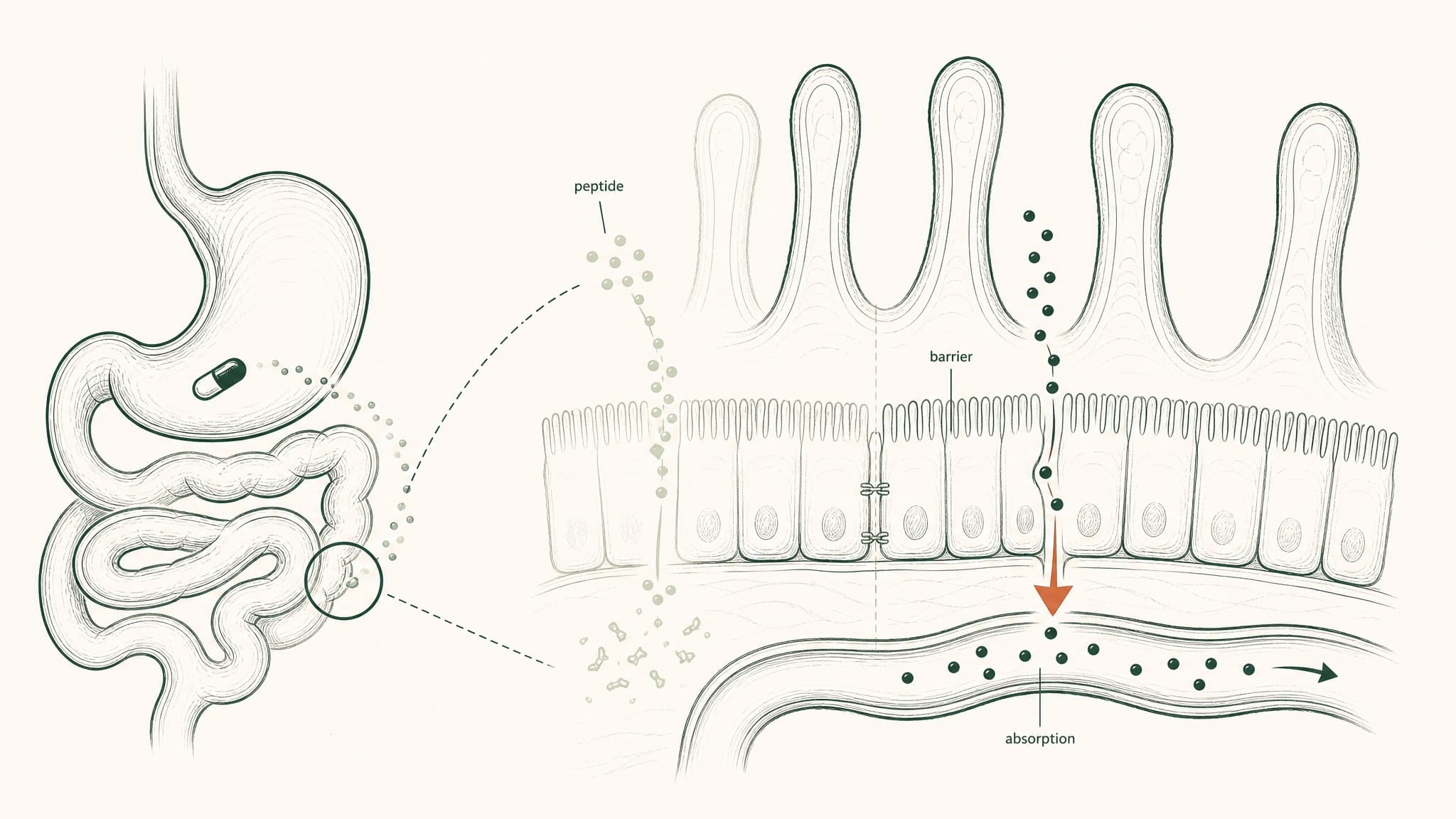 Best Oral Peptide Bioavailability: 4-Way Format Comparison