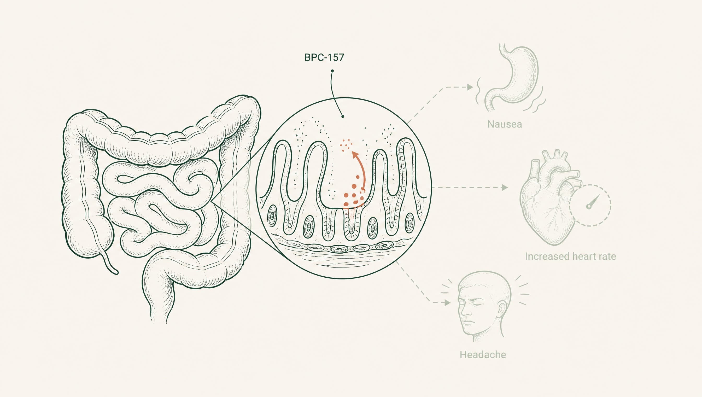 BPC-157 Side Effects: What the Research Actually Shows