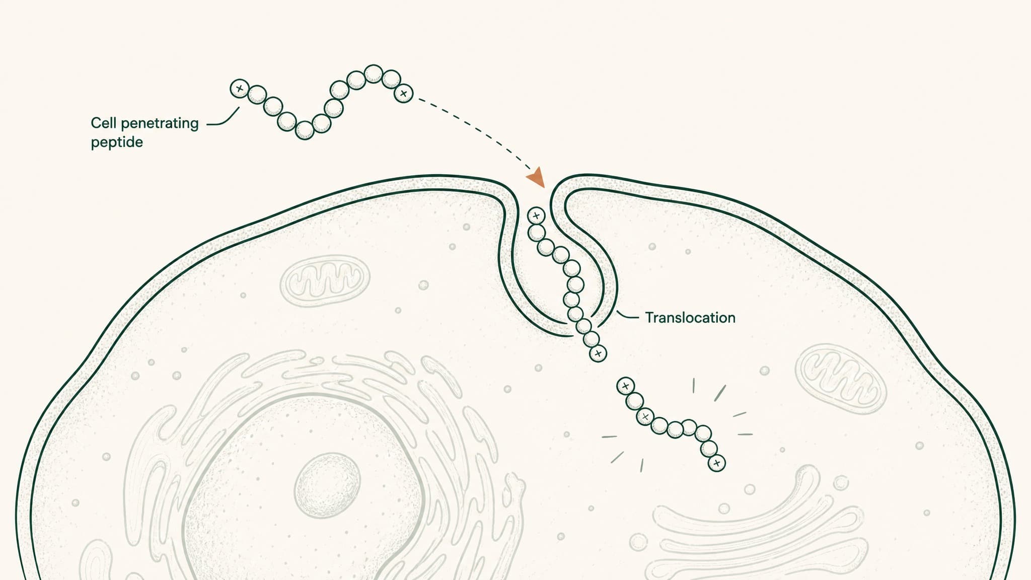 Cell-Penetrating Peptides: Classes, Mechanisms, and 2026 Research