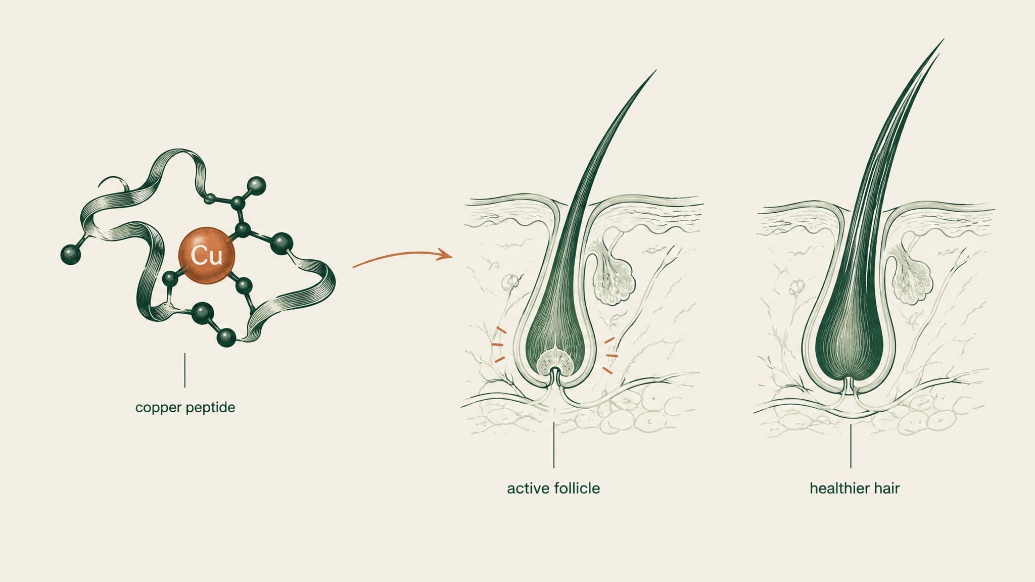 Copper Peptide for Hair Loss: What the Research Shows