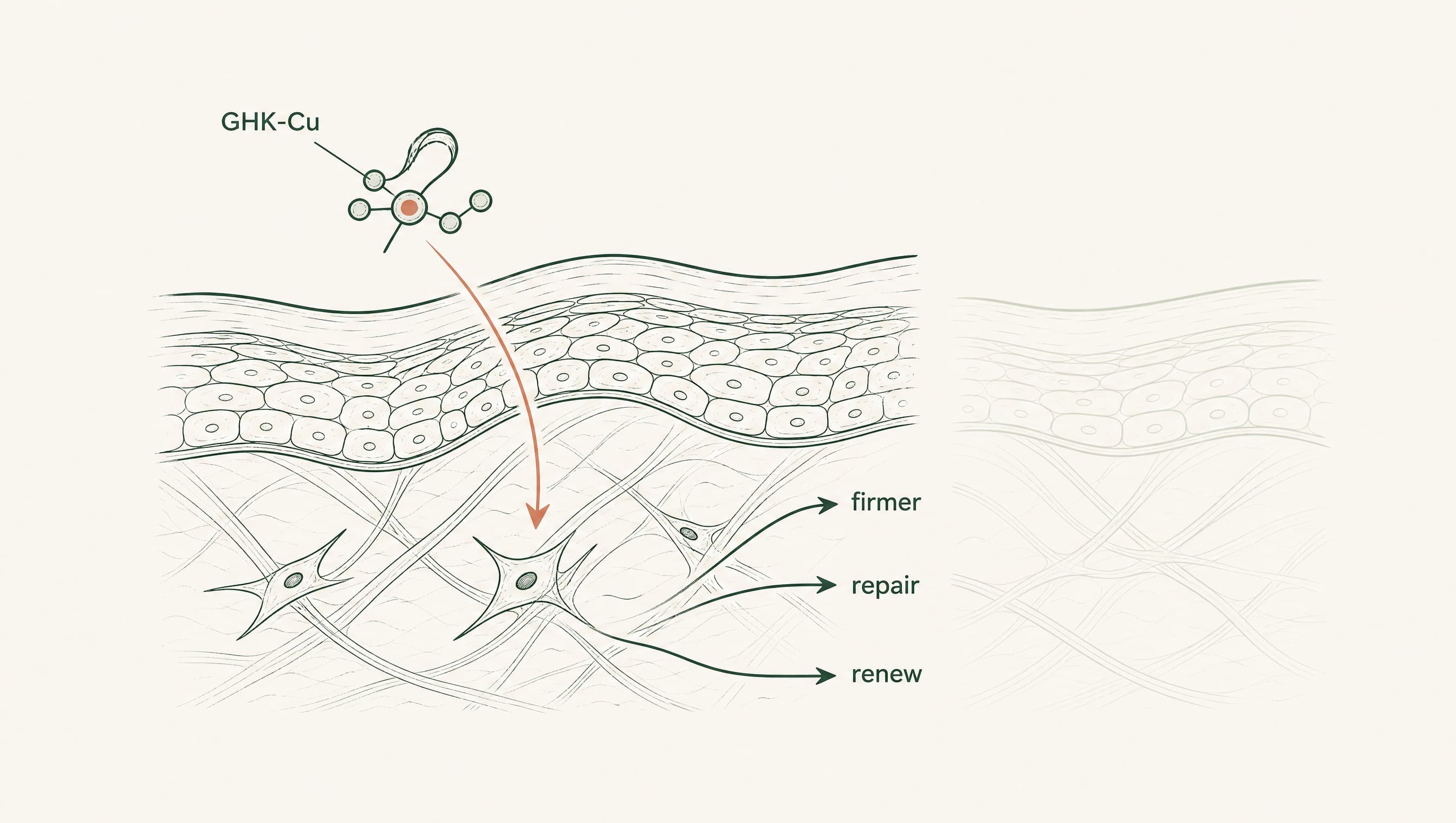 GHK-Cu Copper Peptide Protocol: What the Research Shows