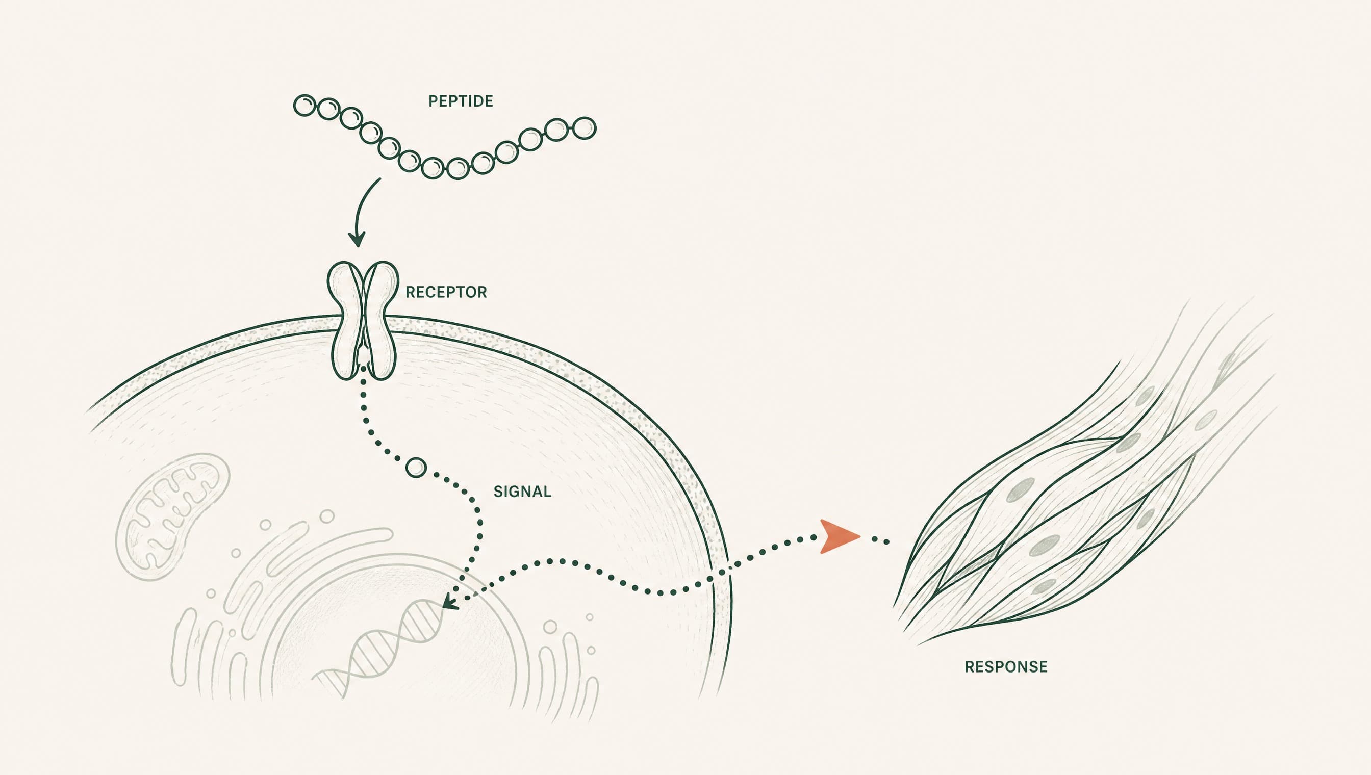 How to Choose a Peptide Protocol: A Goal-Based Research Guide