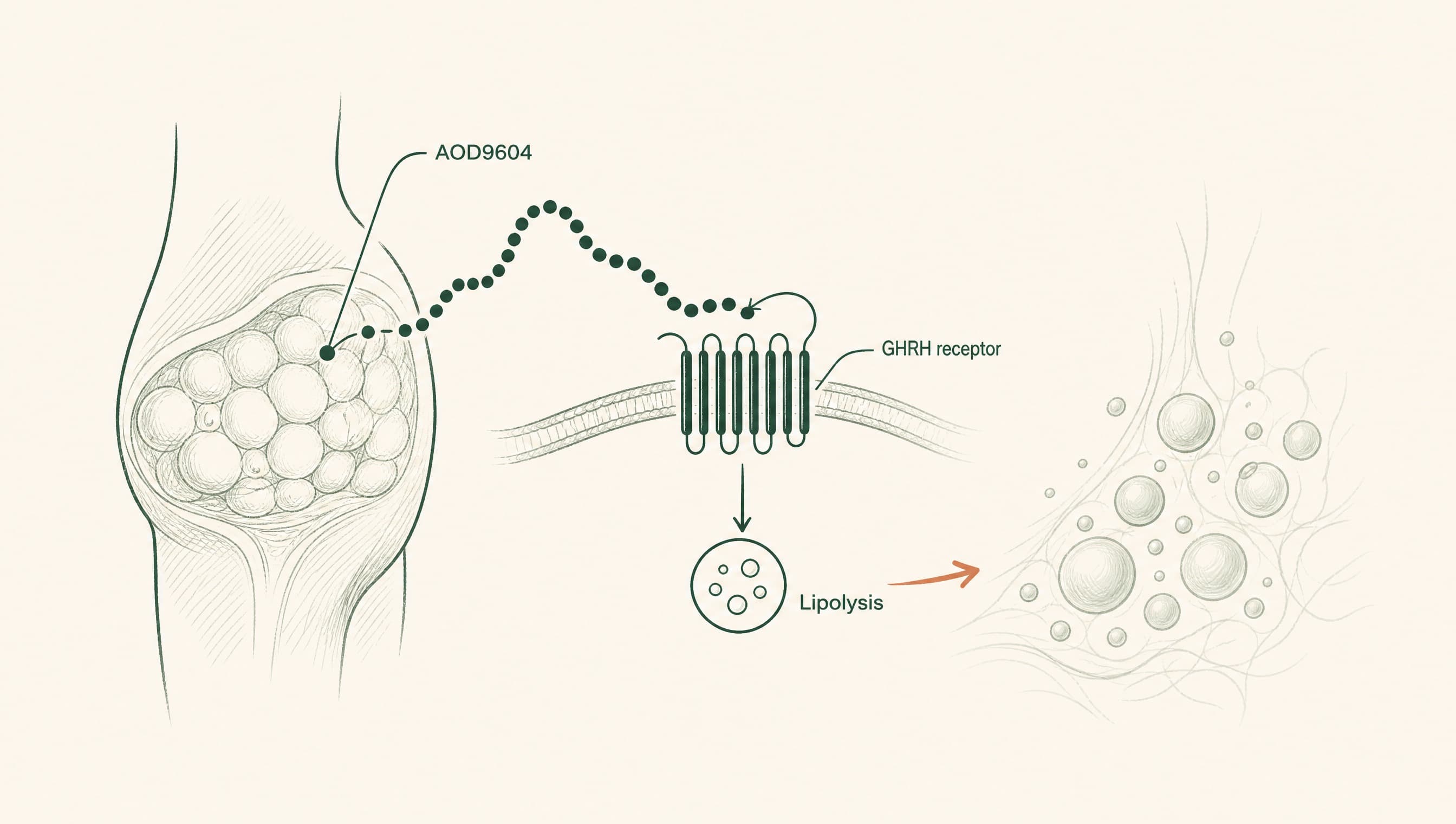 AOD9604 Peptide: What the Research Actually Shows