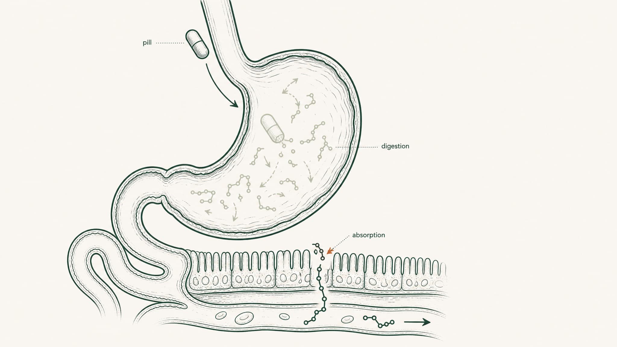 Peptide Pill Bioavailability: Why Less Than 2% Reaches Your Blood