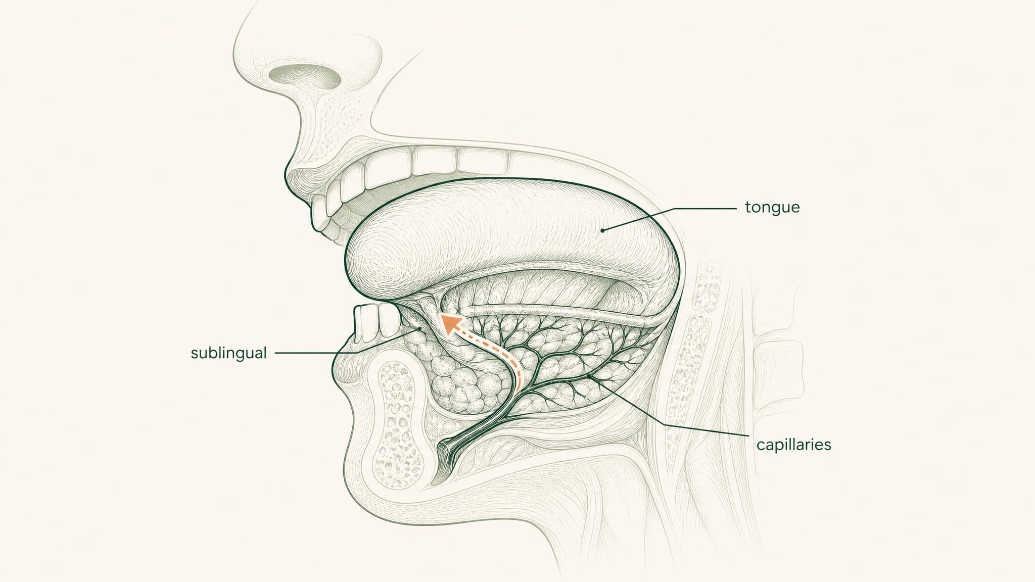 PT-141 Sublingual: Bremelanotide Delivery Science and What the Research Shows