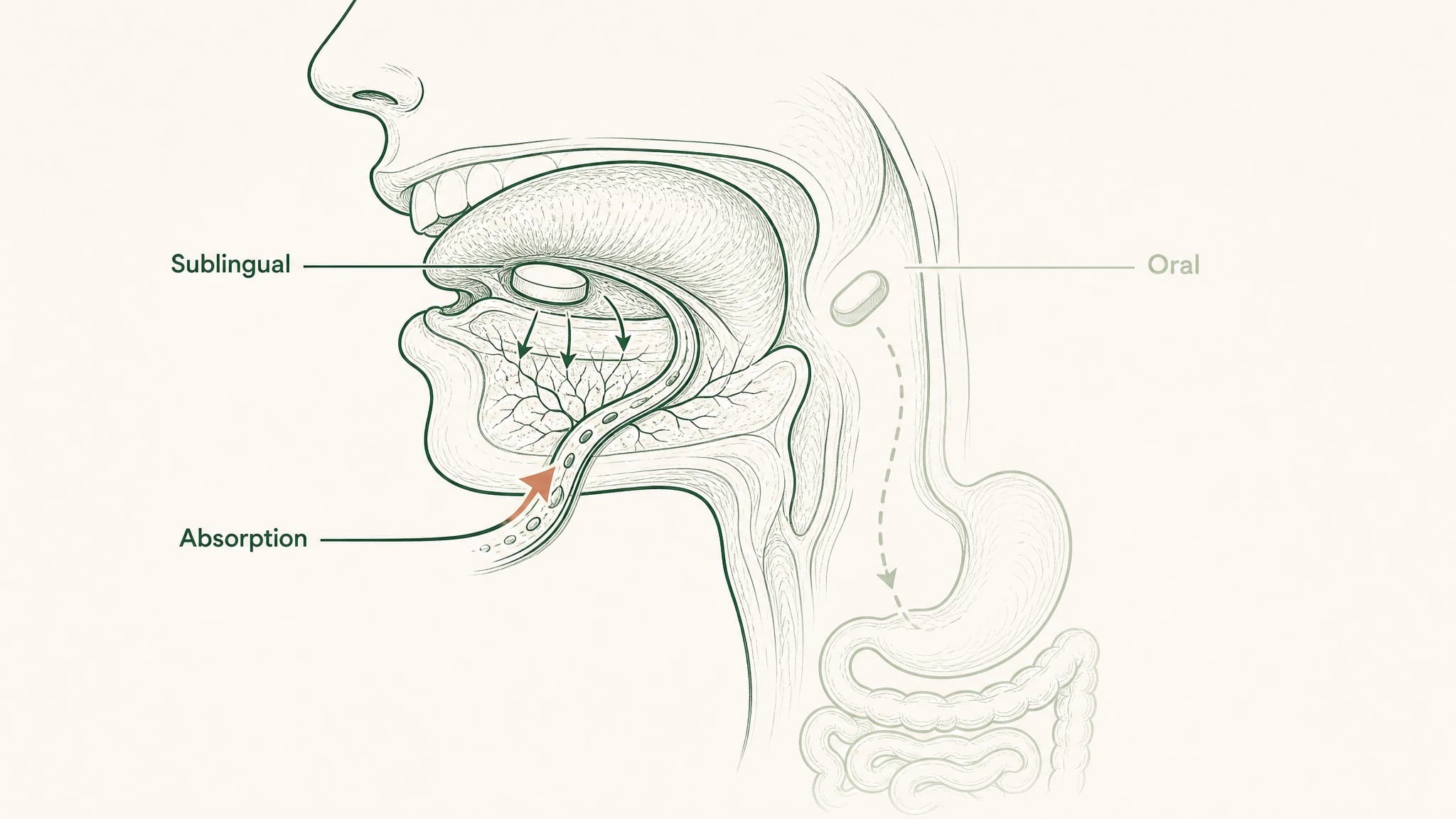 Sublingual vs Oral Peptides: Why Delivery Route Changes Everything