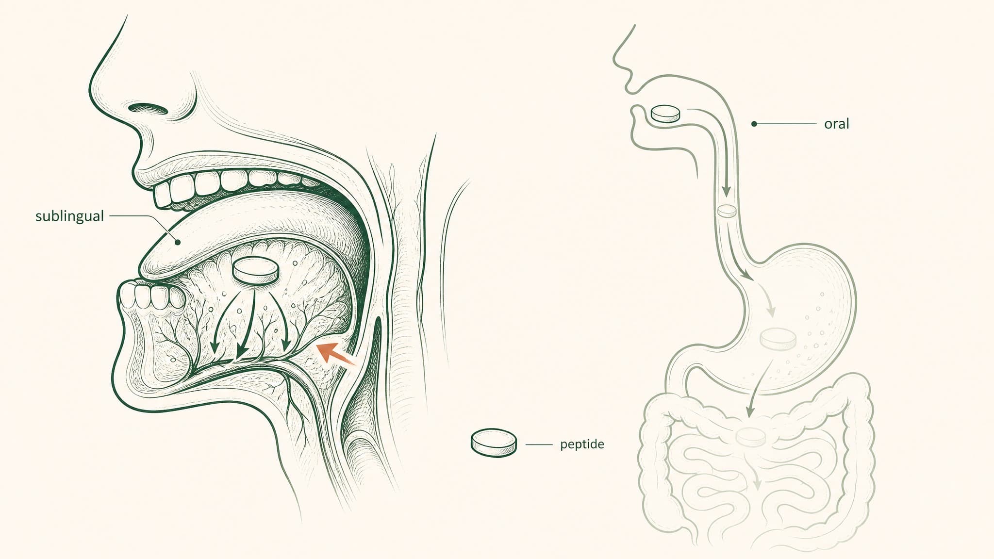 Sublingual vs Oral Peptides: Why Delivery Route Changes Everything
