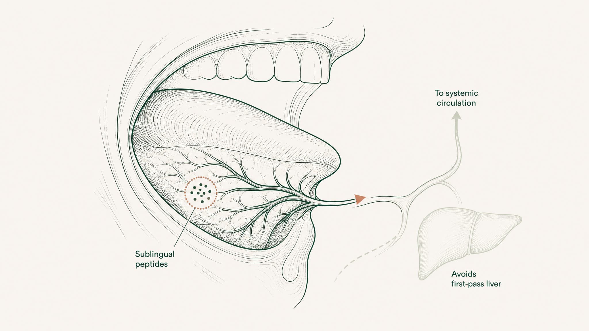 What Is VERISORB Sublingual Technology? A Guide to Sublingual Peptide Delivery
