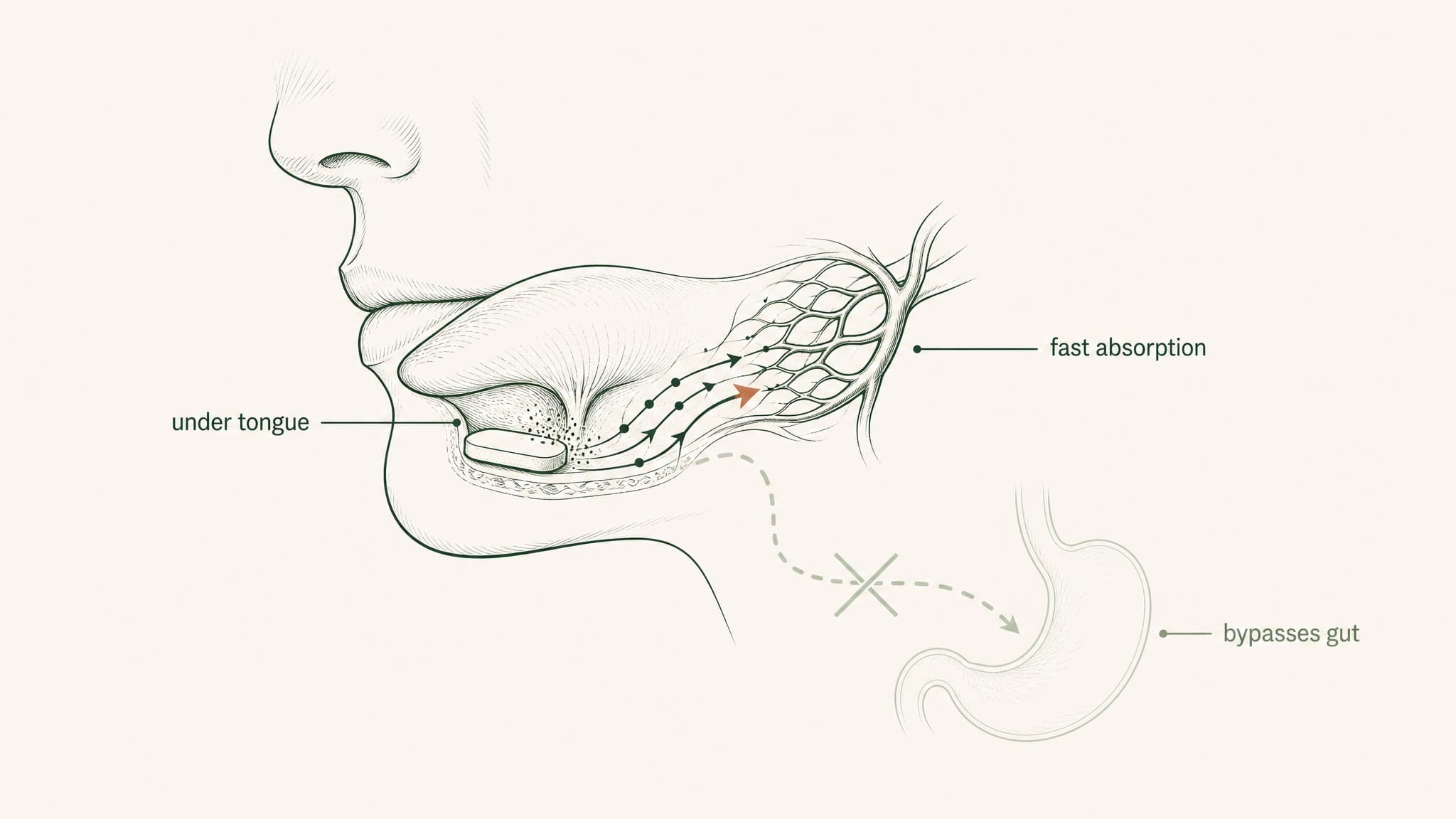 What Is VERISORB Sublingual Technology? A Guide to Sublingual Peptide Delivery