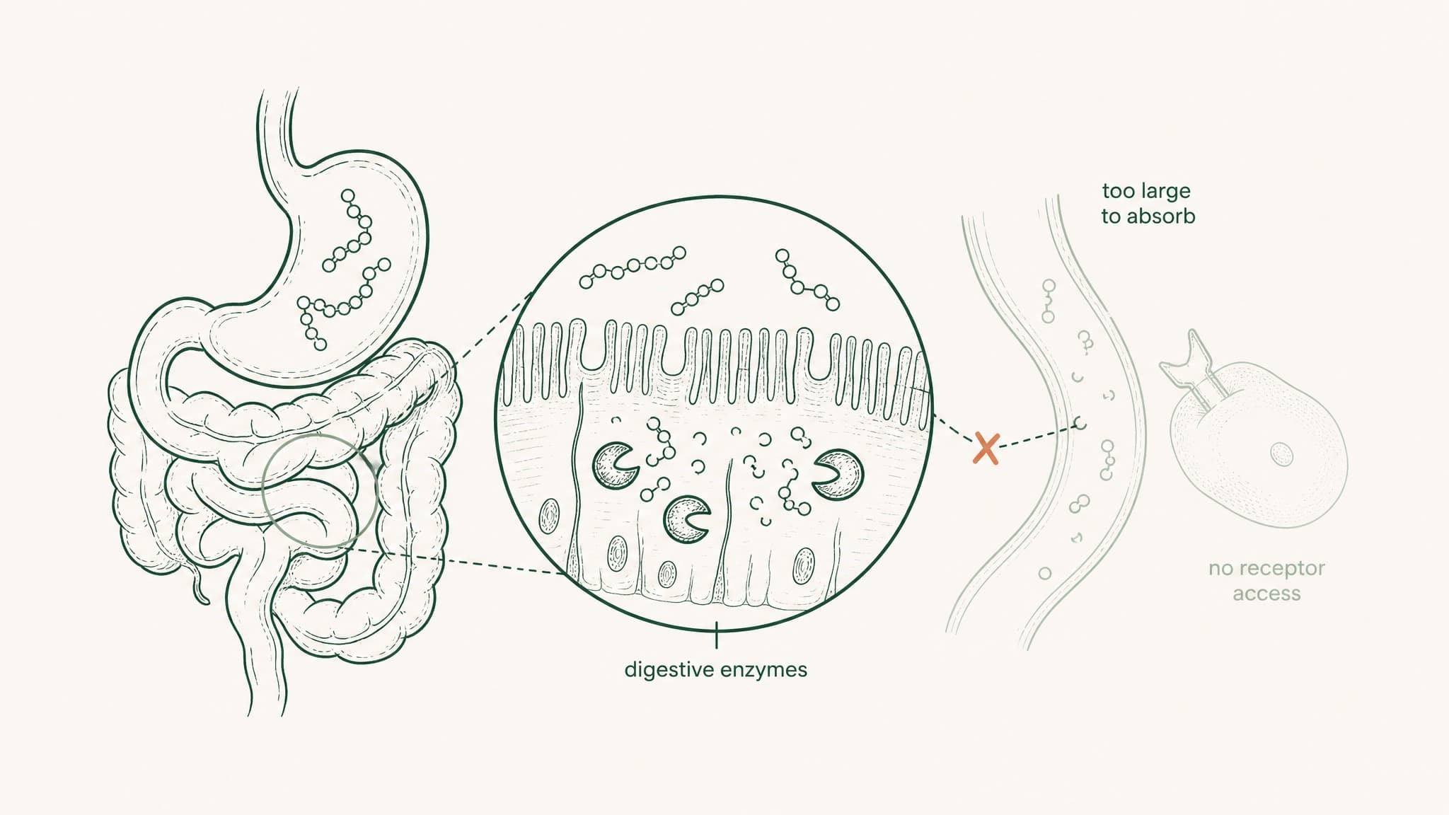 Why Oral Peptides Don't Work: The Science Behind the Absorption Problem