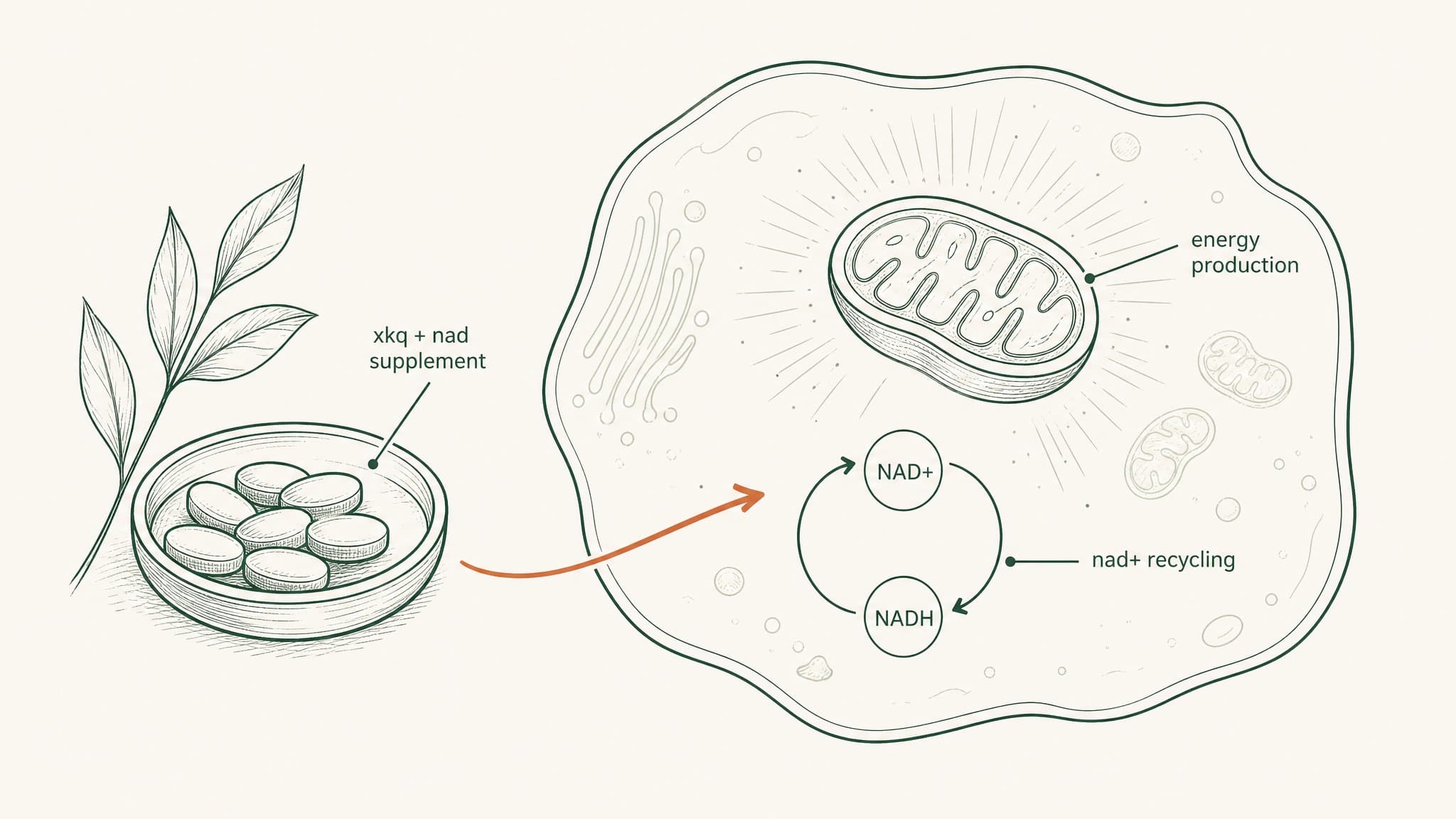 XKQ NAD Supplement: What's In It and Does It Work?