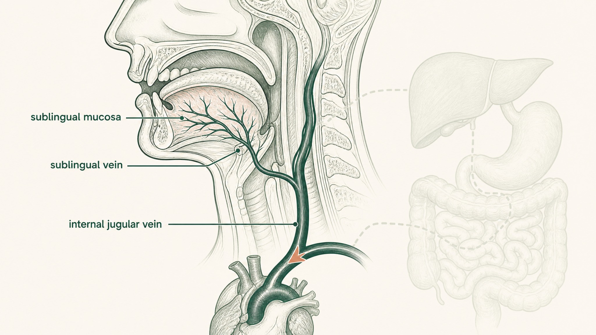 Sublingual Delivery: The Route That Bypasses the Gut