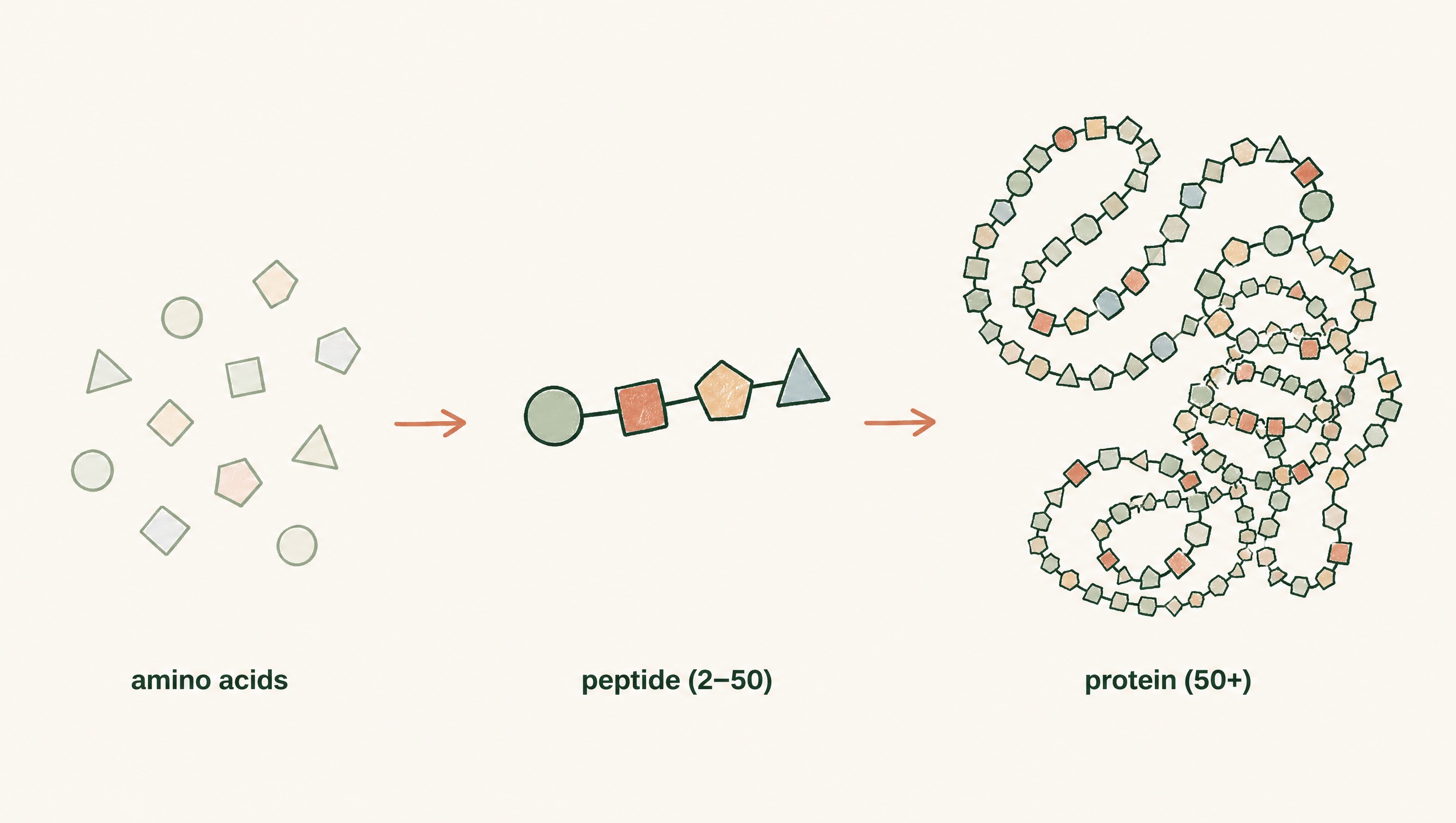 What Is a Peptide, Exactly?