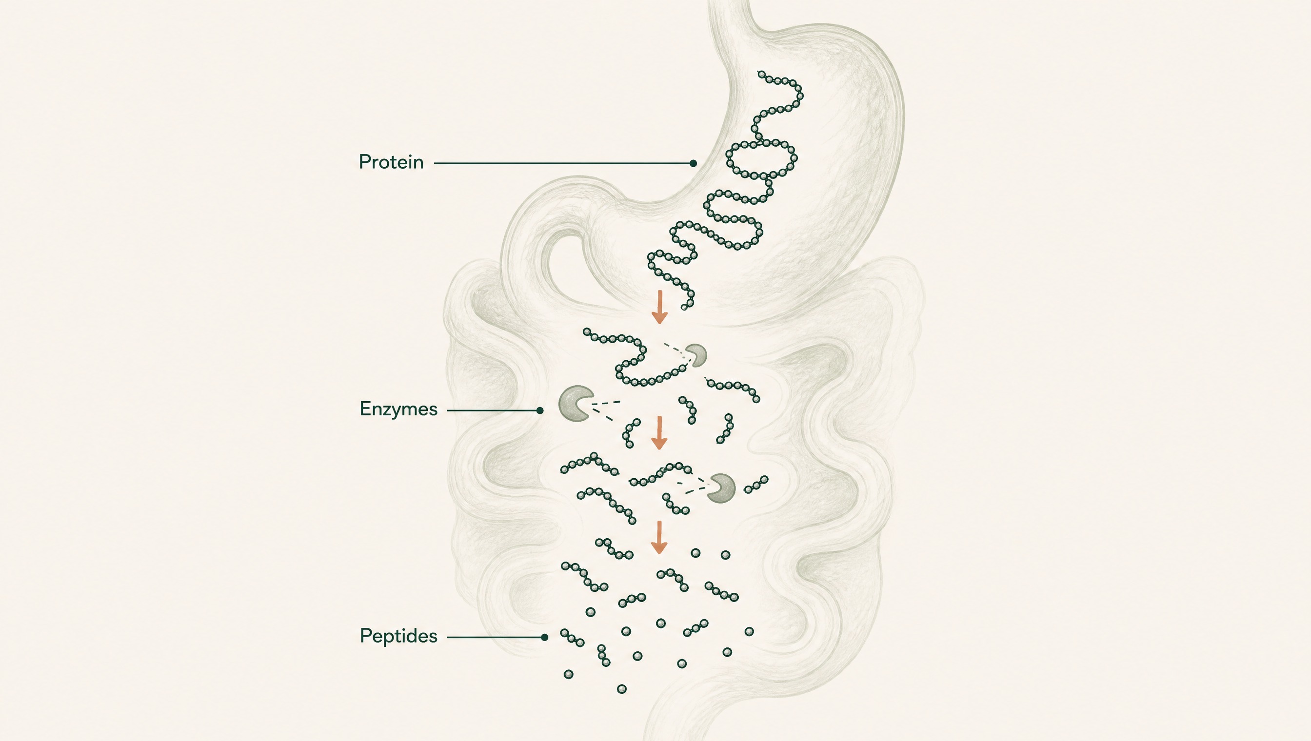 Are There Peptides in the Food You Eat?