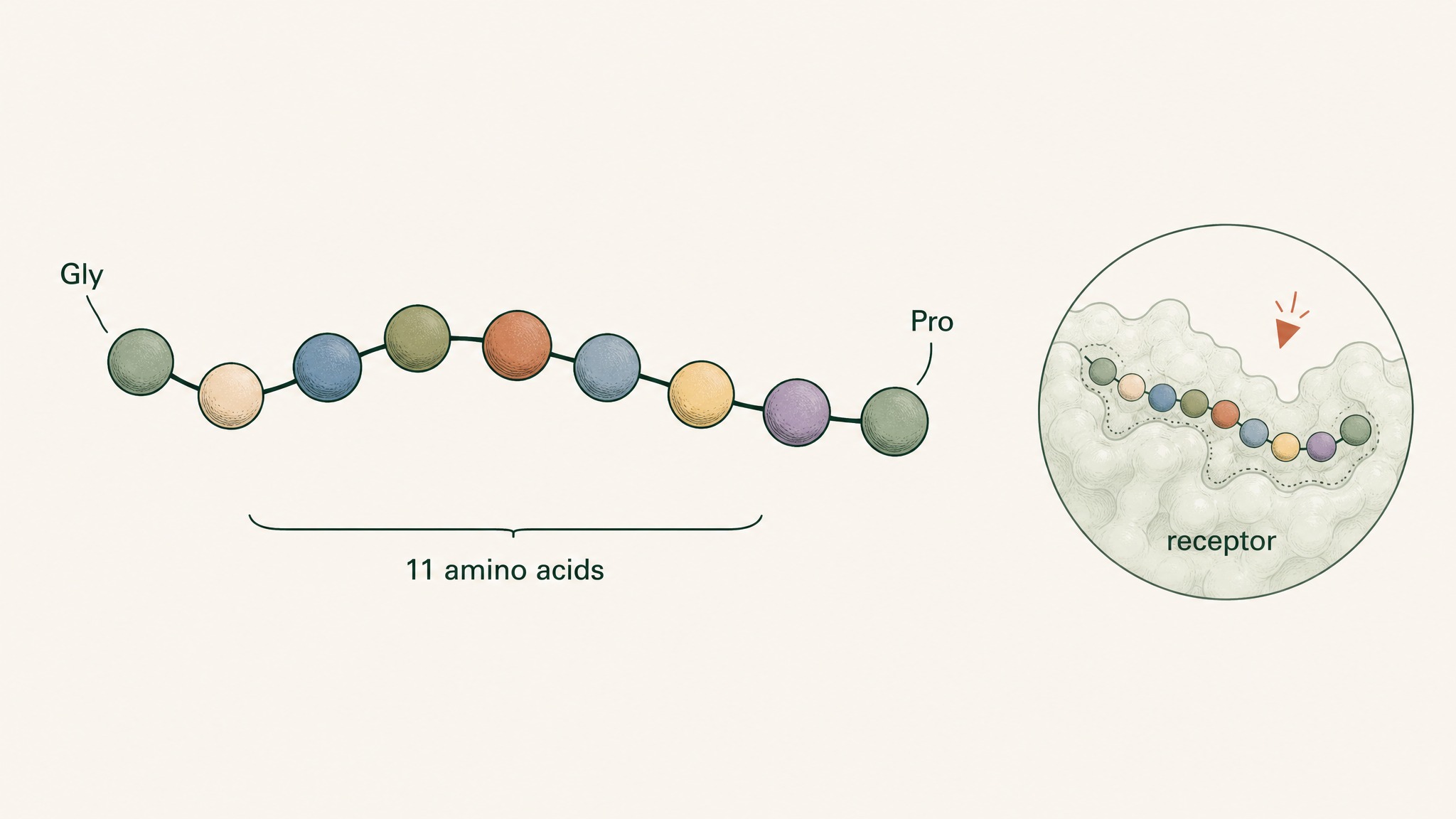 What Exactly Is a Peptide?