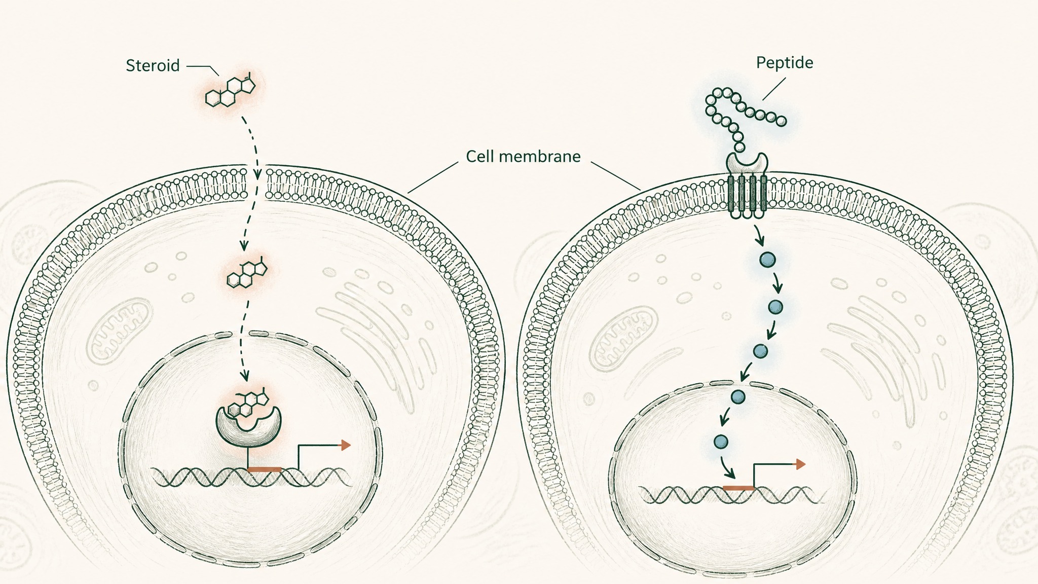 How Do Peptides and Steroids Work Differently in the Body?
