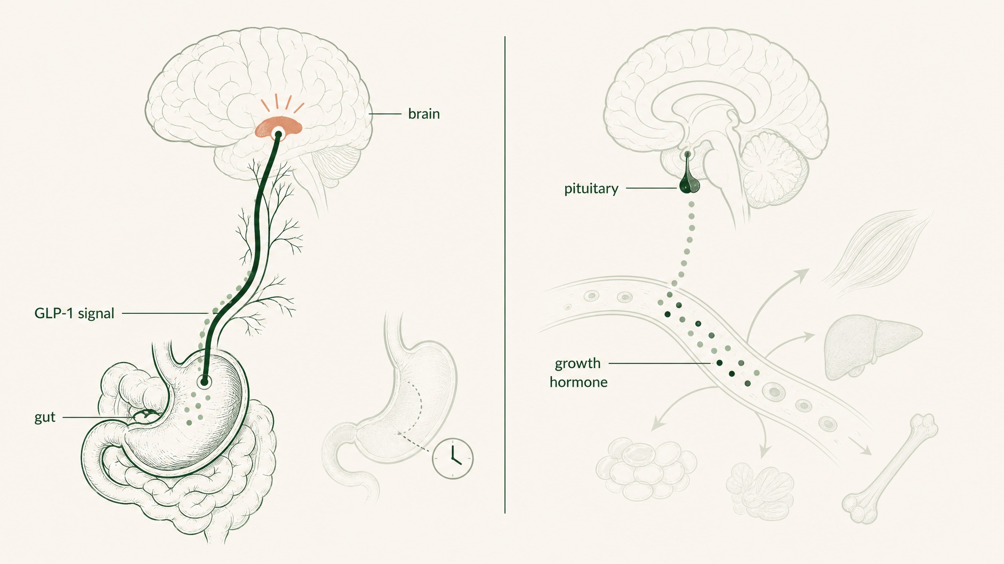 How do these peptides actually work in the body?