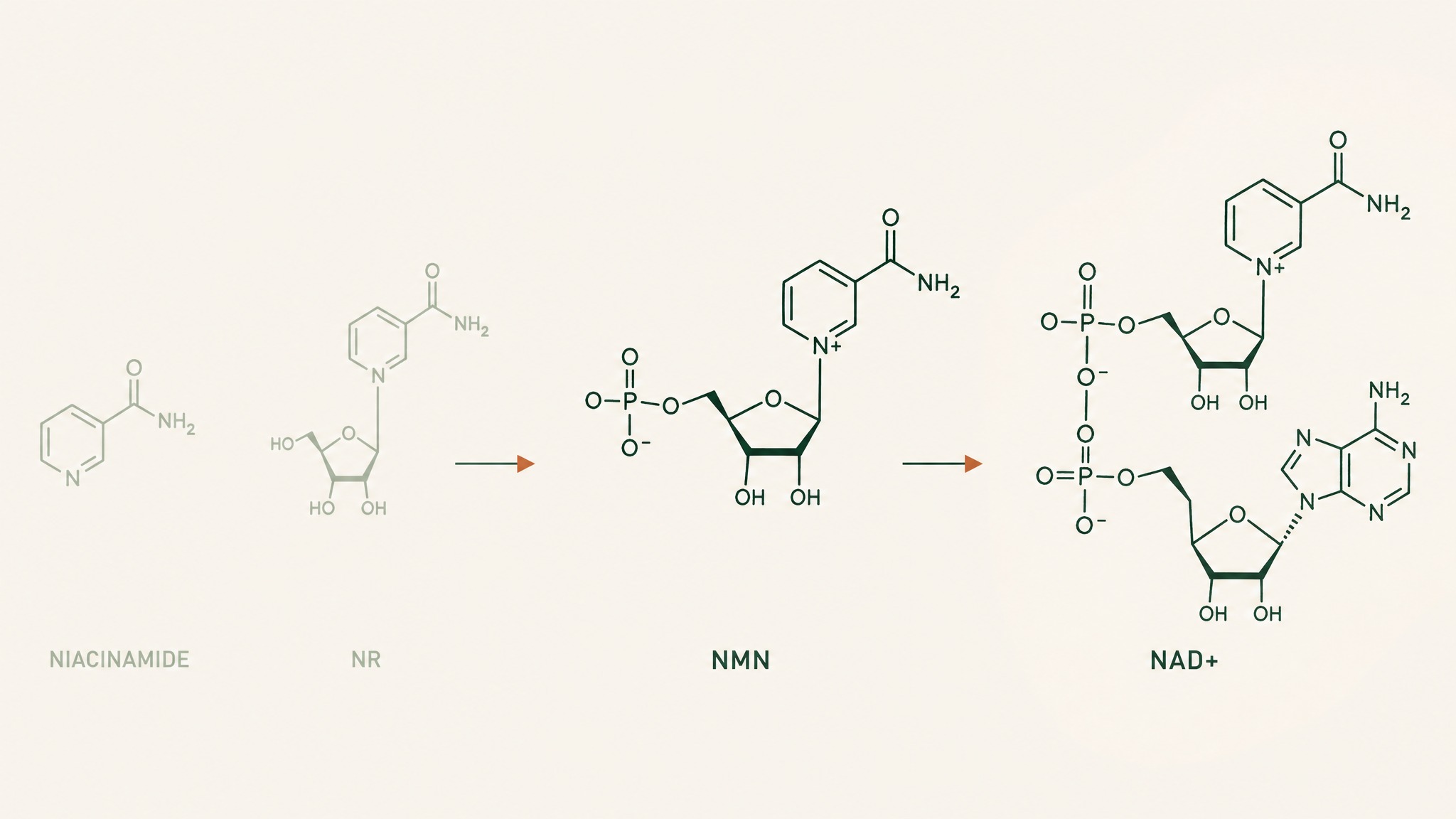 NAD+, NMN, and NR: what's actually in your bottle?