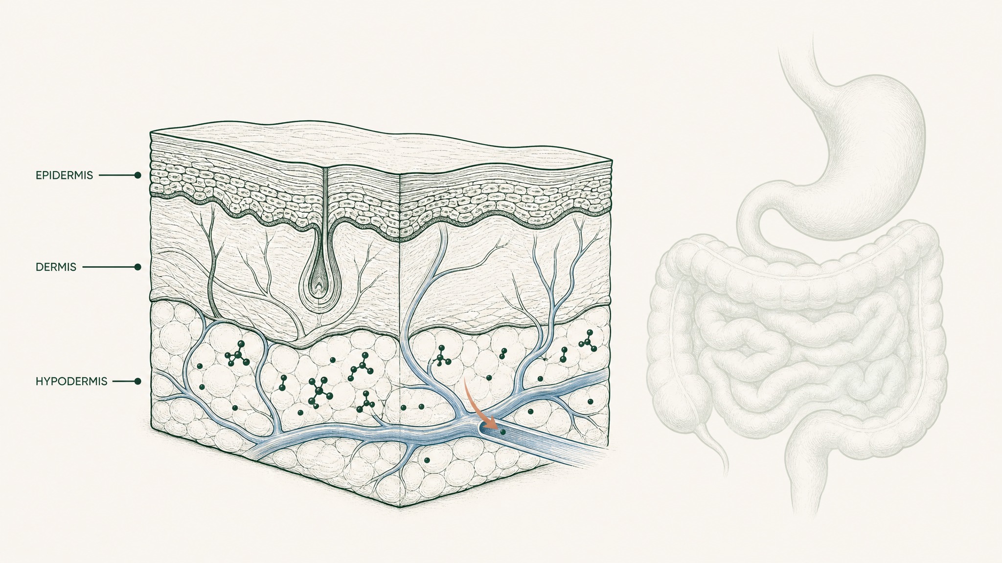 Subcutaneous Injection: The Number Everything Else Is Measured Against