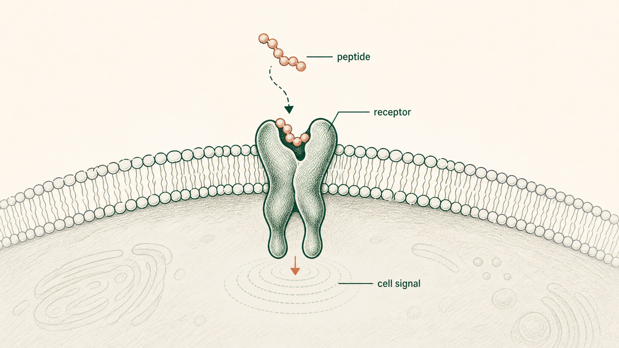 What Do Peptides Actually Do for Men (and What Don't They)?