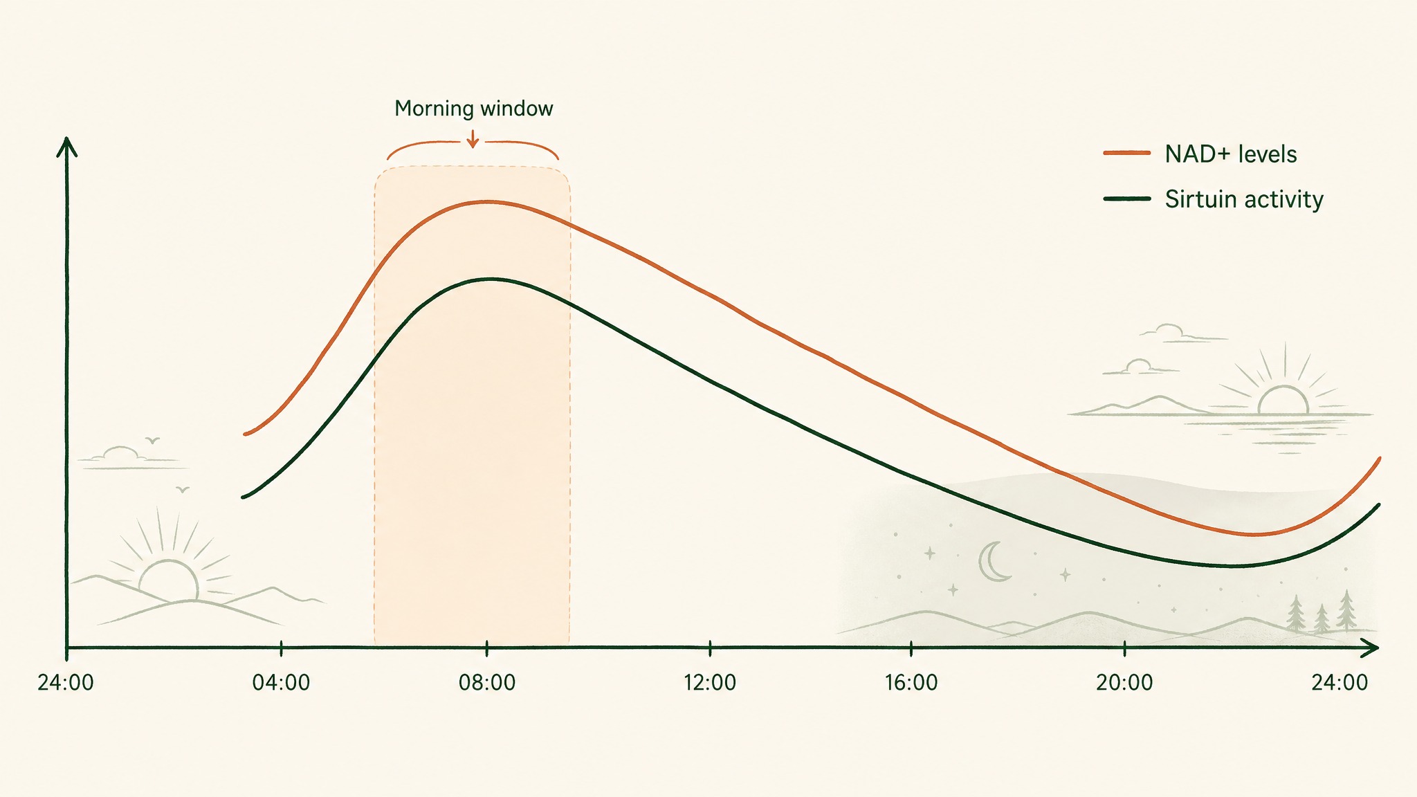 Does the time of day really matter for an NAD supplement?