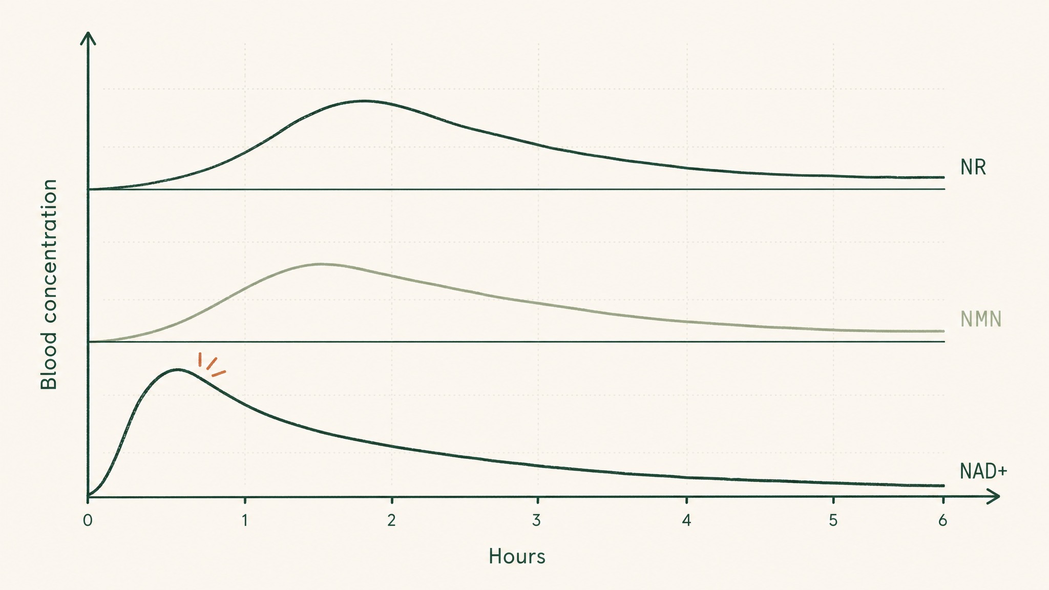 Is there a best time for NMN versus NR versus direct NAD+?