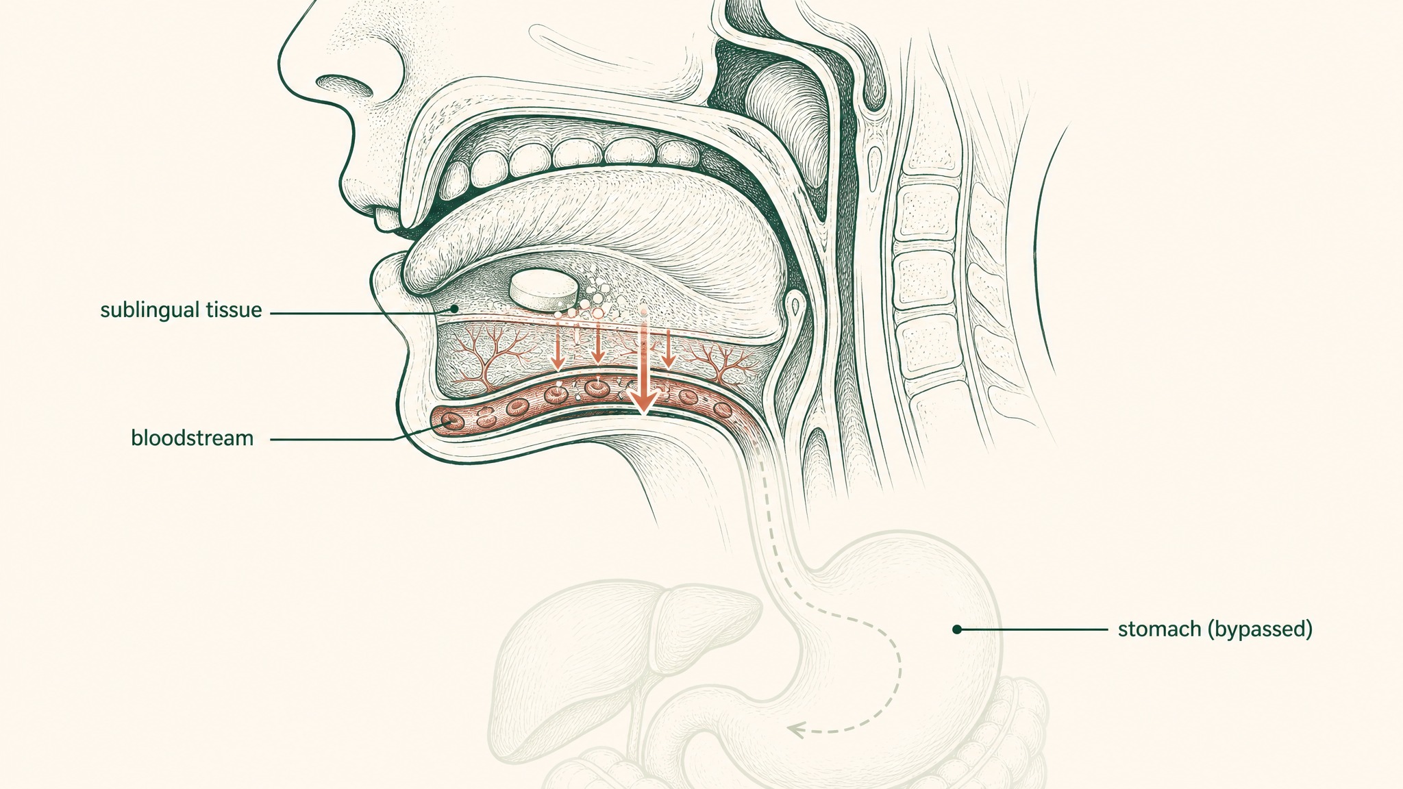 How does sublingual delivery change the timing question?