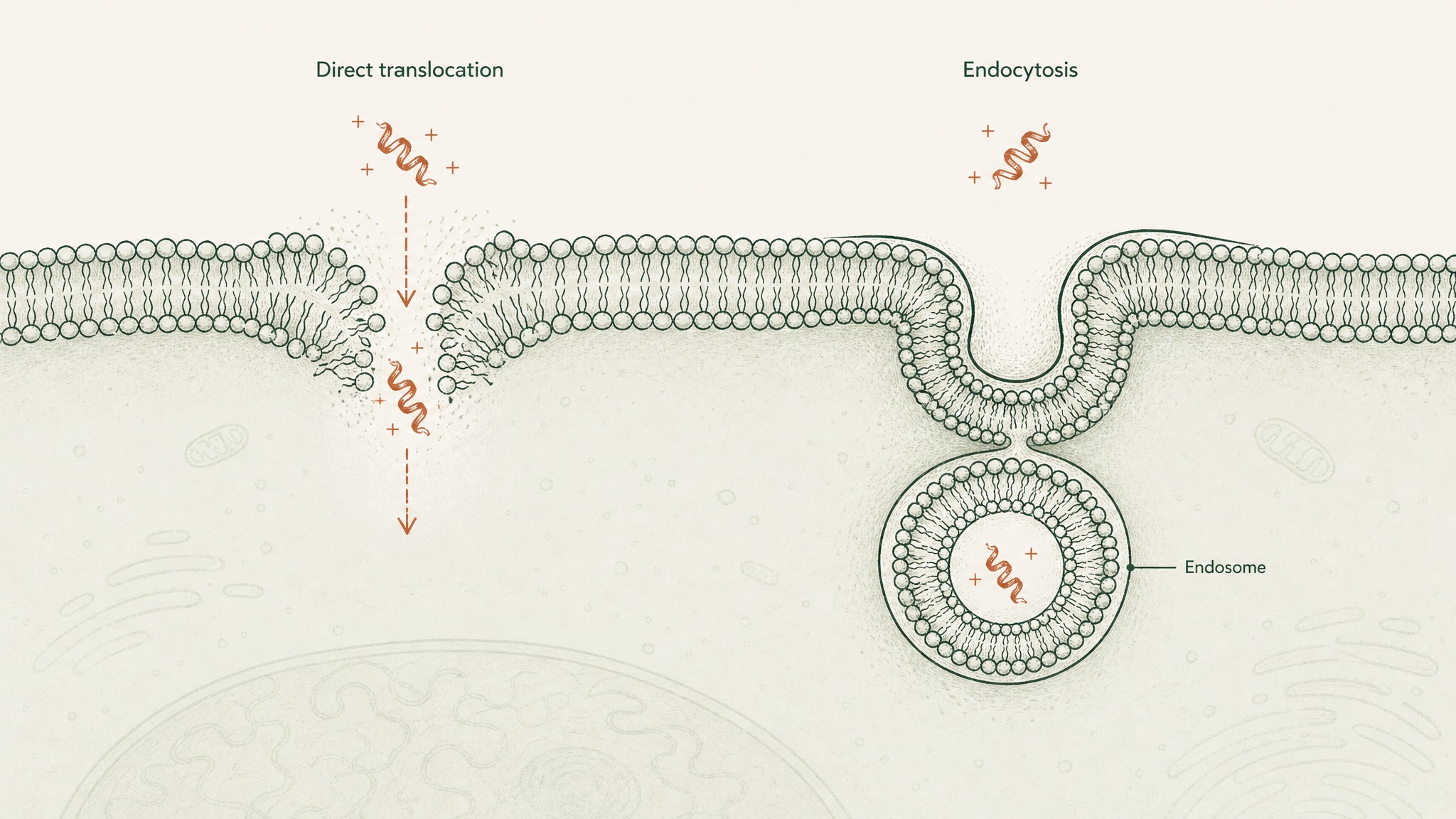 Two ways peptides enter cells: straight through the membrane or wrapped inside a membrane bubble.