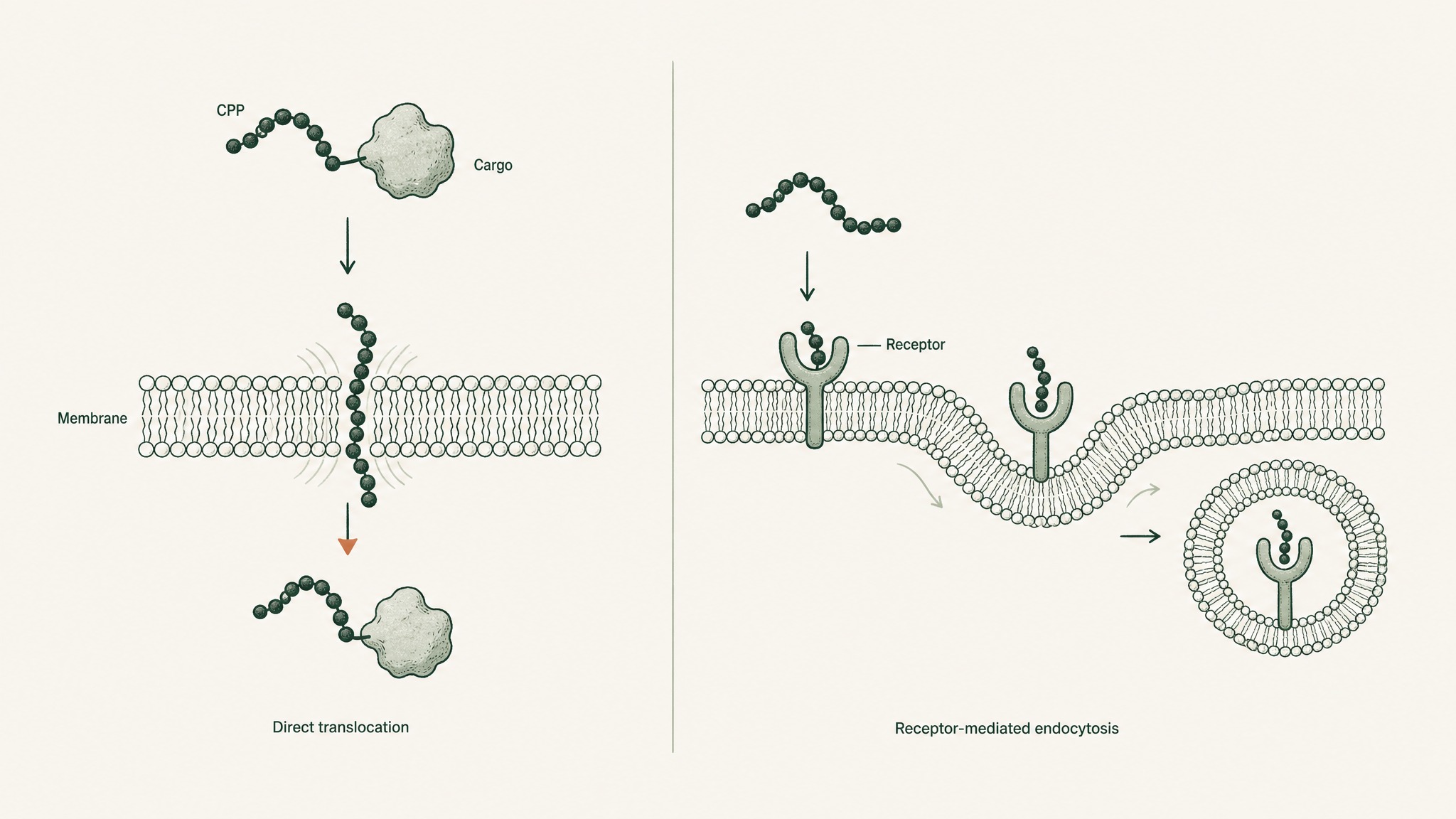 Cell-penetrating peptides carry cargo across membranes; cell-permeable peptides enter cells by various routes including receptors.