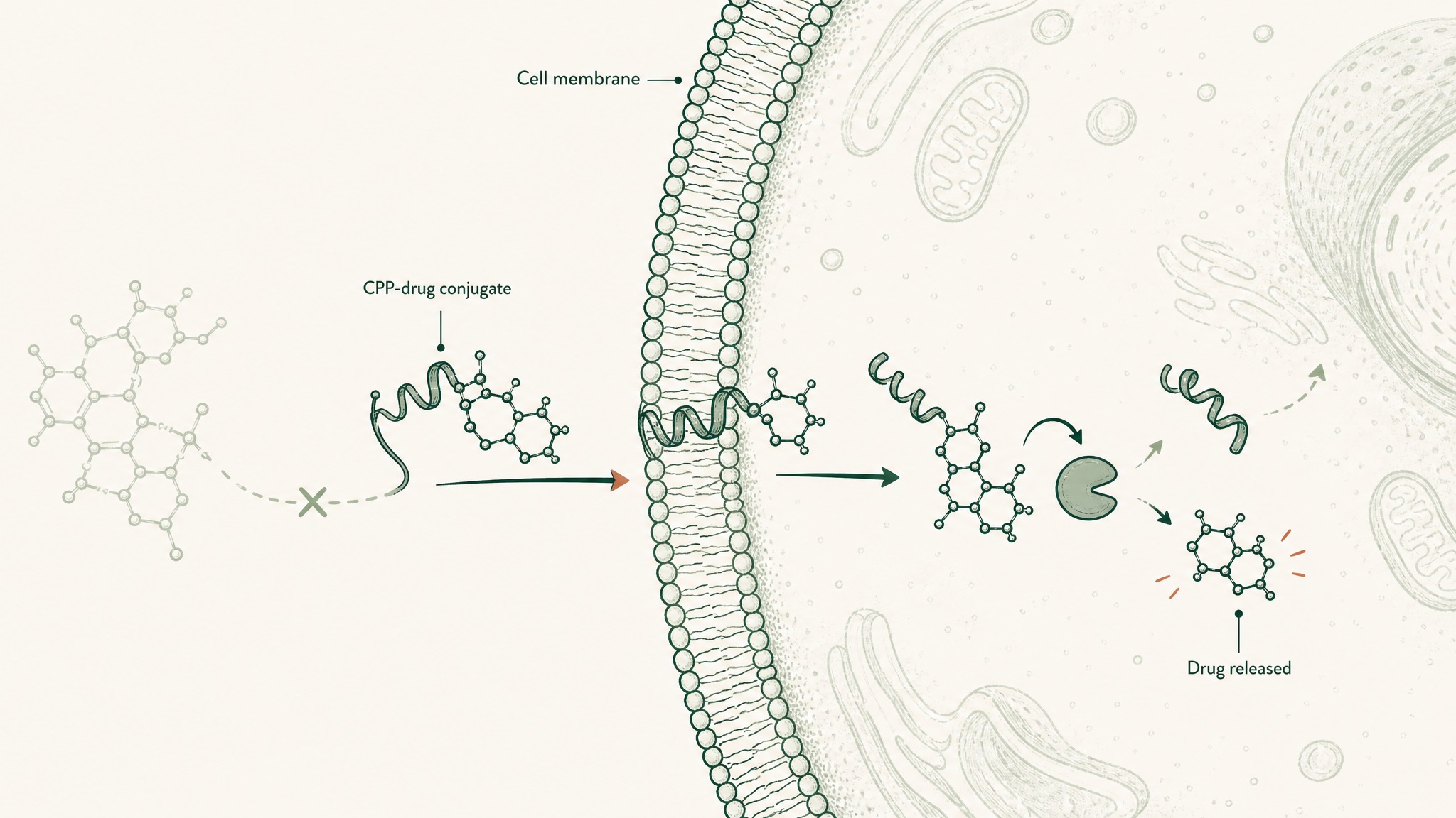 A CPP escorts a blocked drug across the cell membrane, then releases it inside.