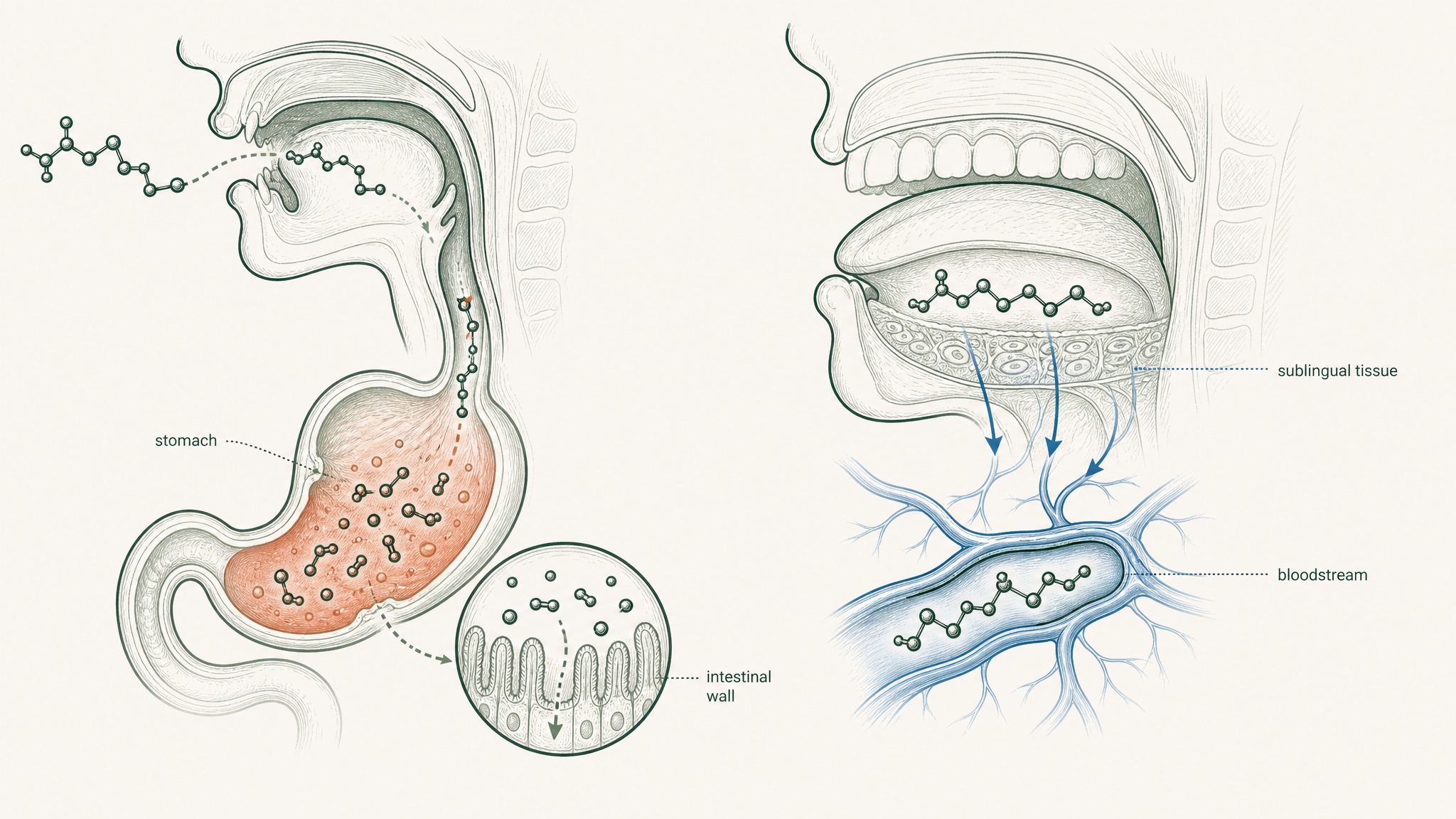 Oral peptides are destroyed by stomach acid, but sublingual delivery bypasses the gut entirely.