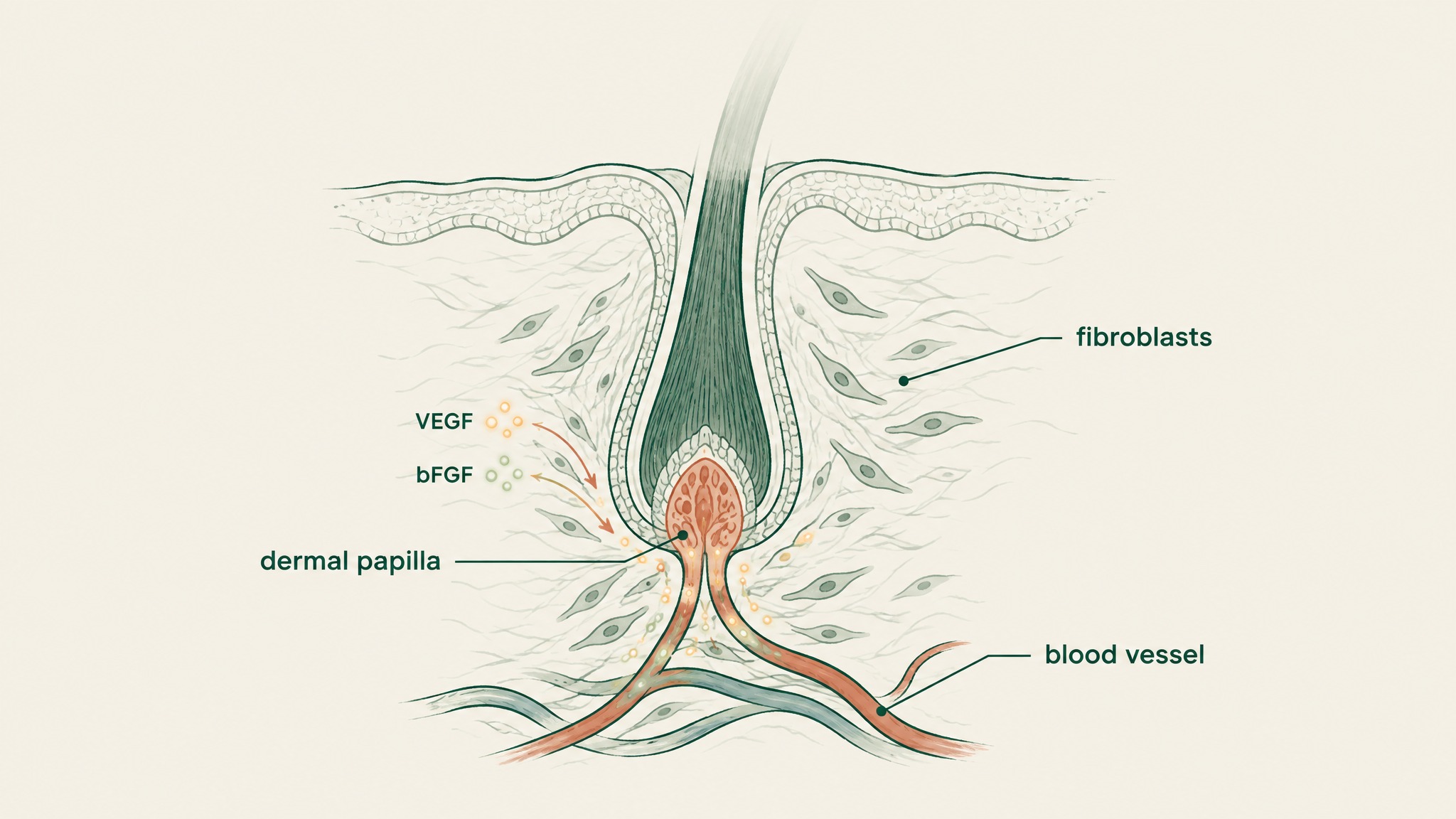 How Might Copper Peptides Signal a Hair Follicle?