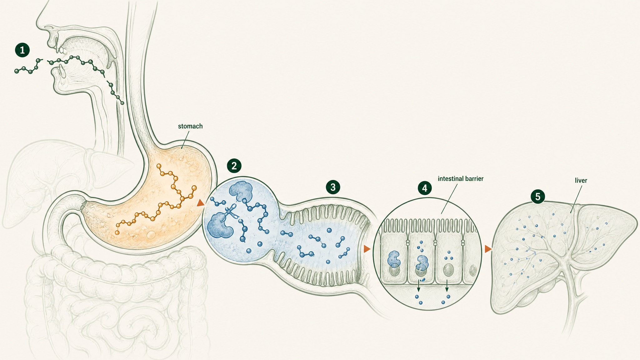 Why Your Gut Dismantles Peptides Before They Can Do Anything
