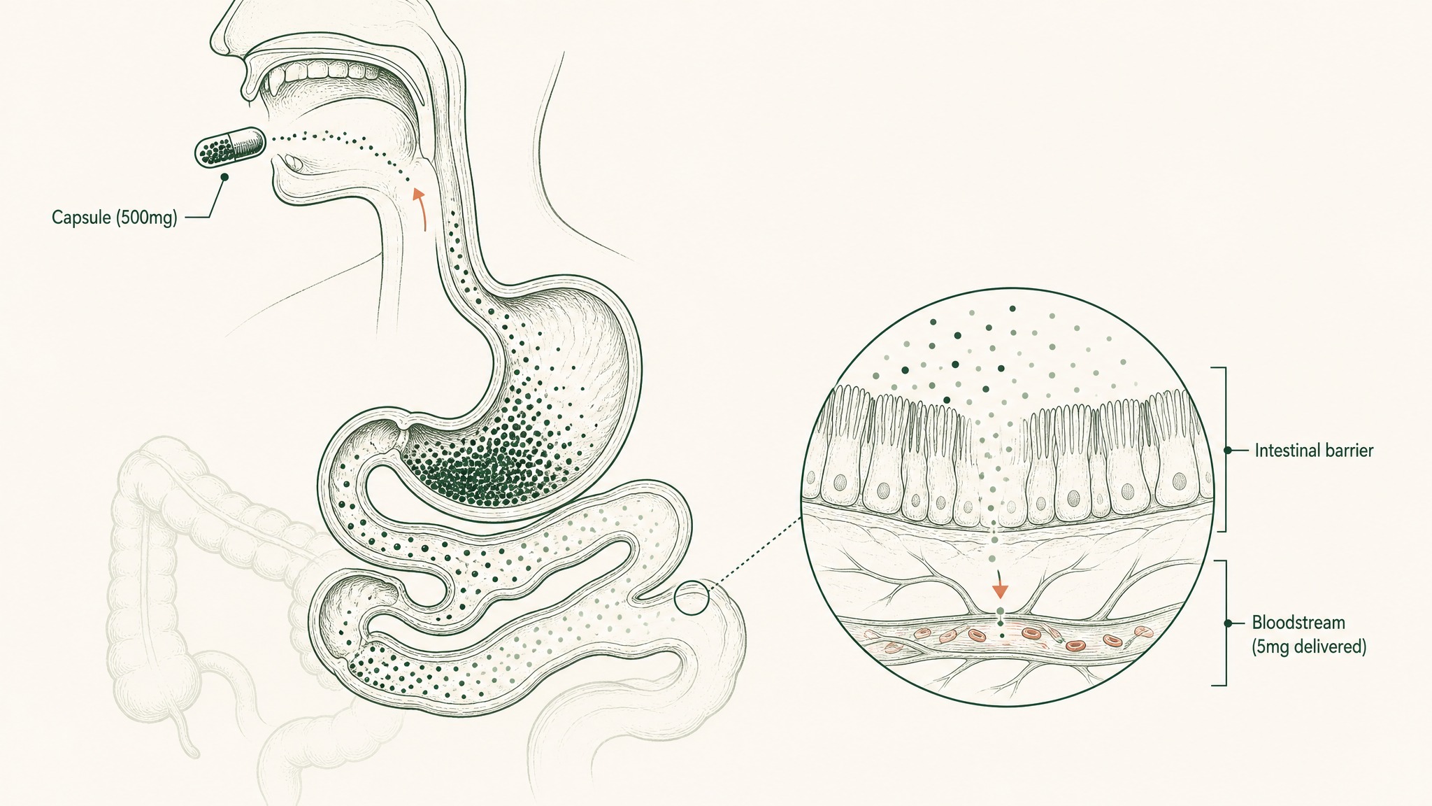 The Gap Between the Label and What Reaches Your Blood