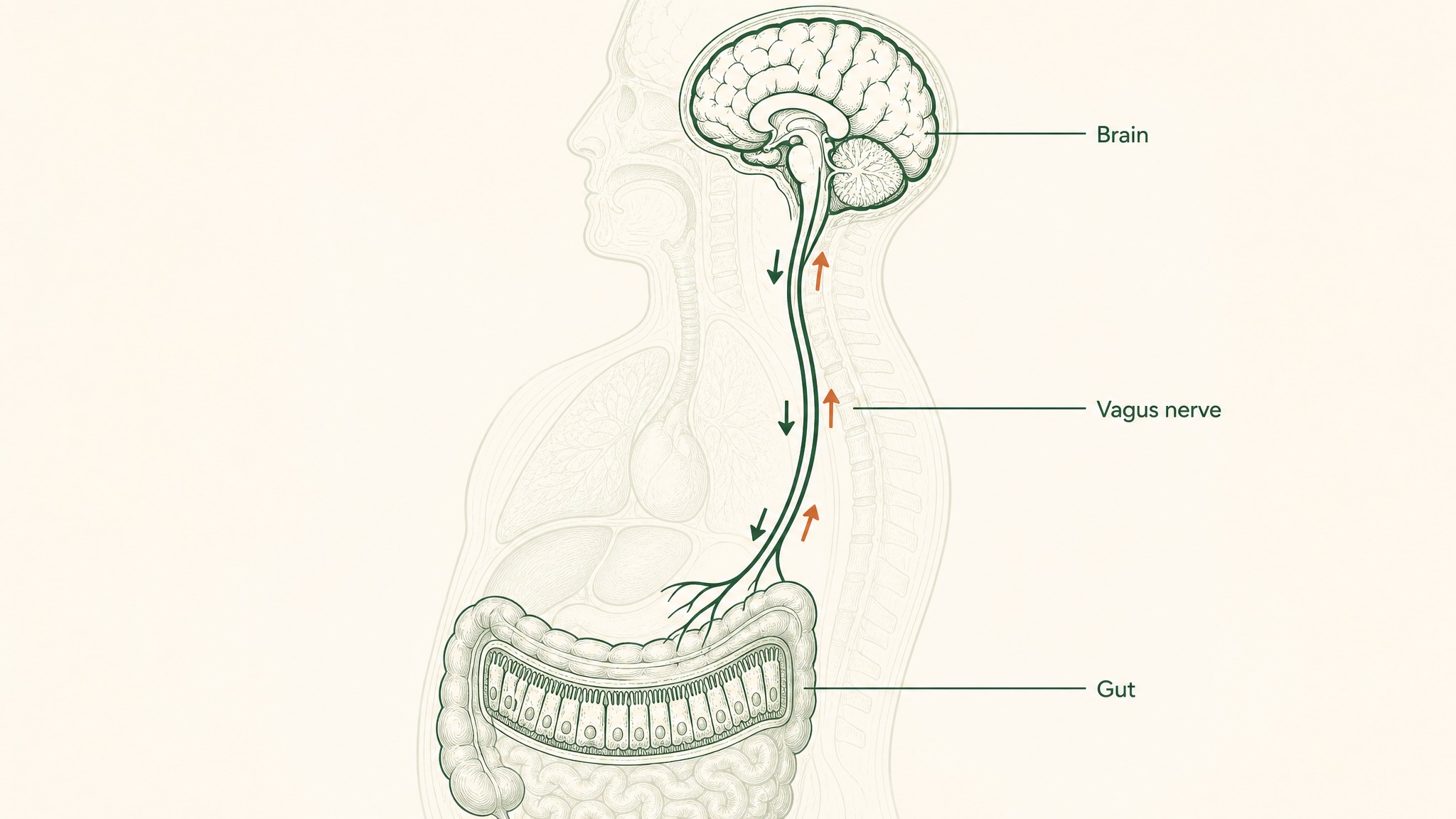 Could better gut health change your weight indirectly?