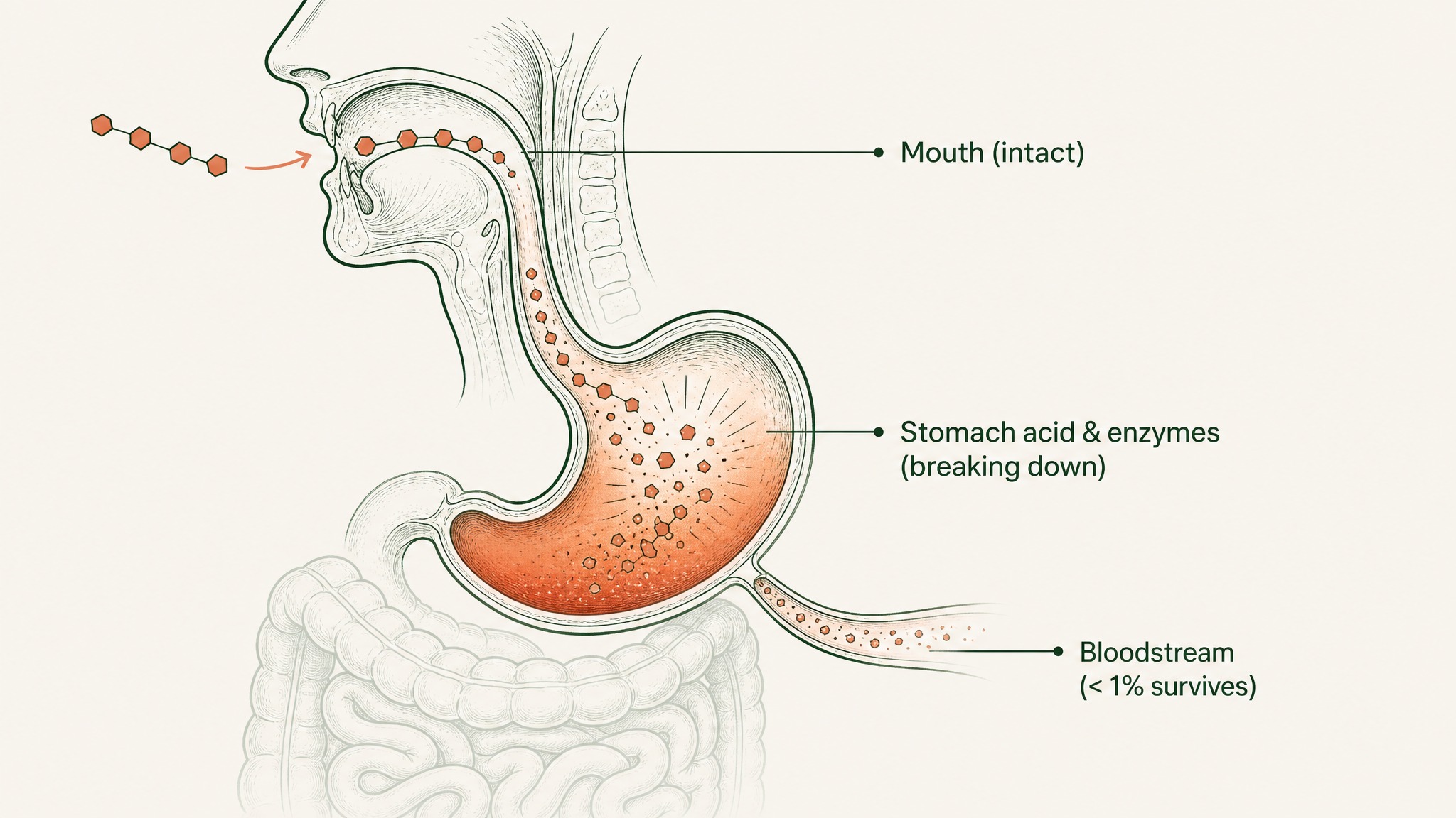 Does it matter that oral peptides barely absorb?