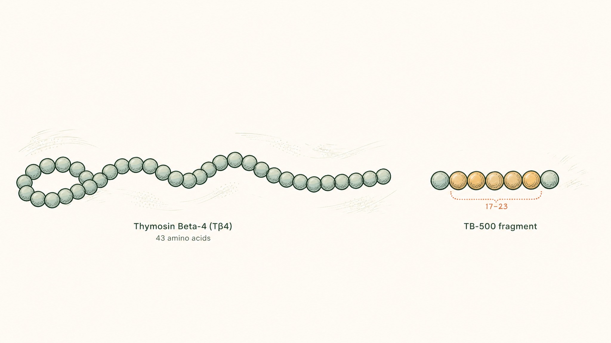 How do you titrate TB-500 if you're new to it?