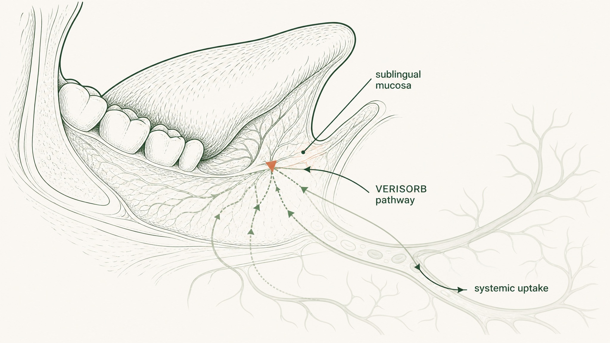 RESTORE: TB-500 dosing context via VERISORB sublingual delivery