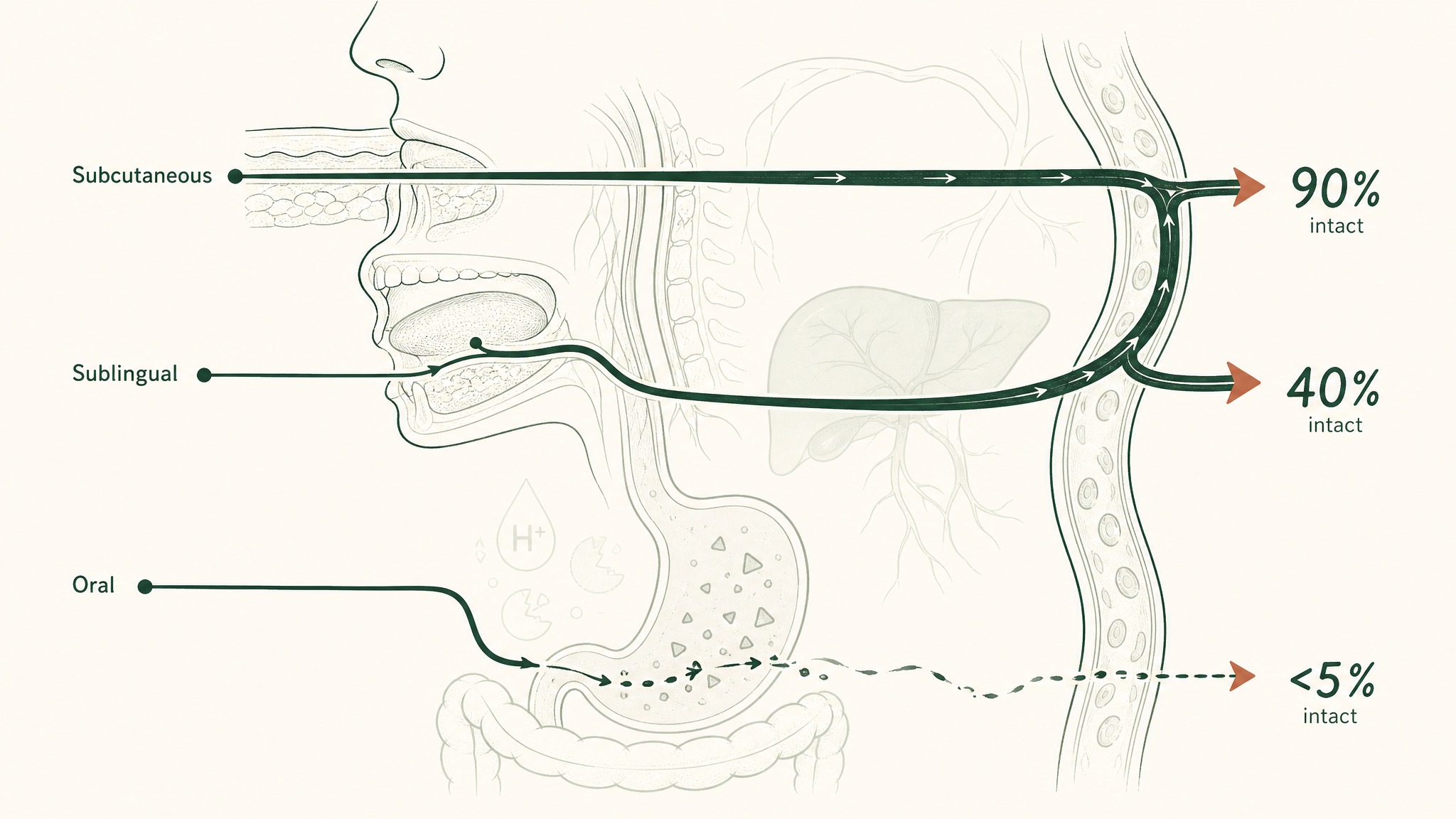 Variable 2: How does delivery route reshape the absorbed dose?