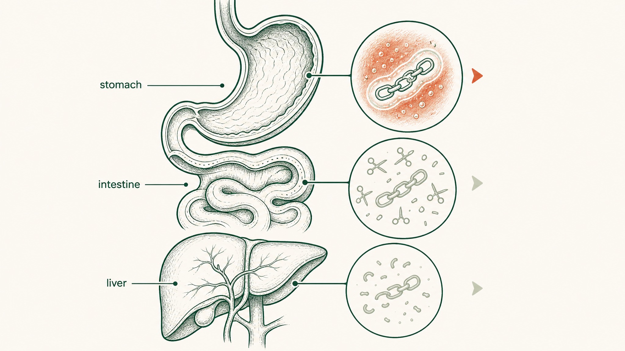 Does an Oral BPC-157 Actually Absorb? The Missing Piece