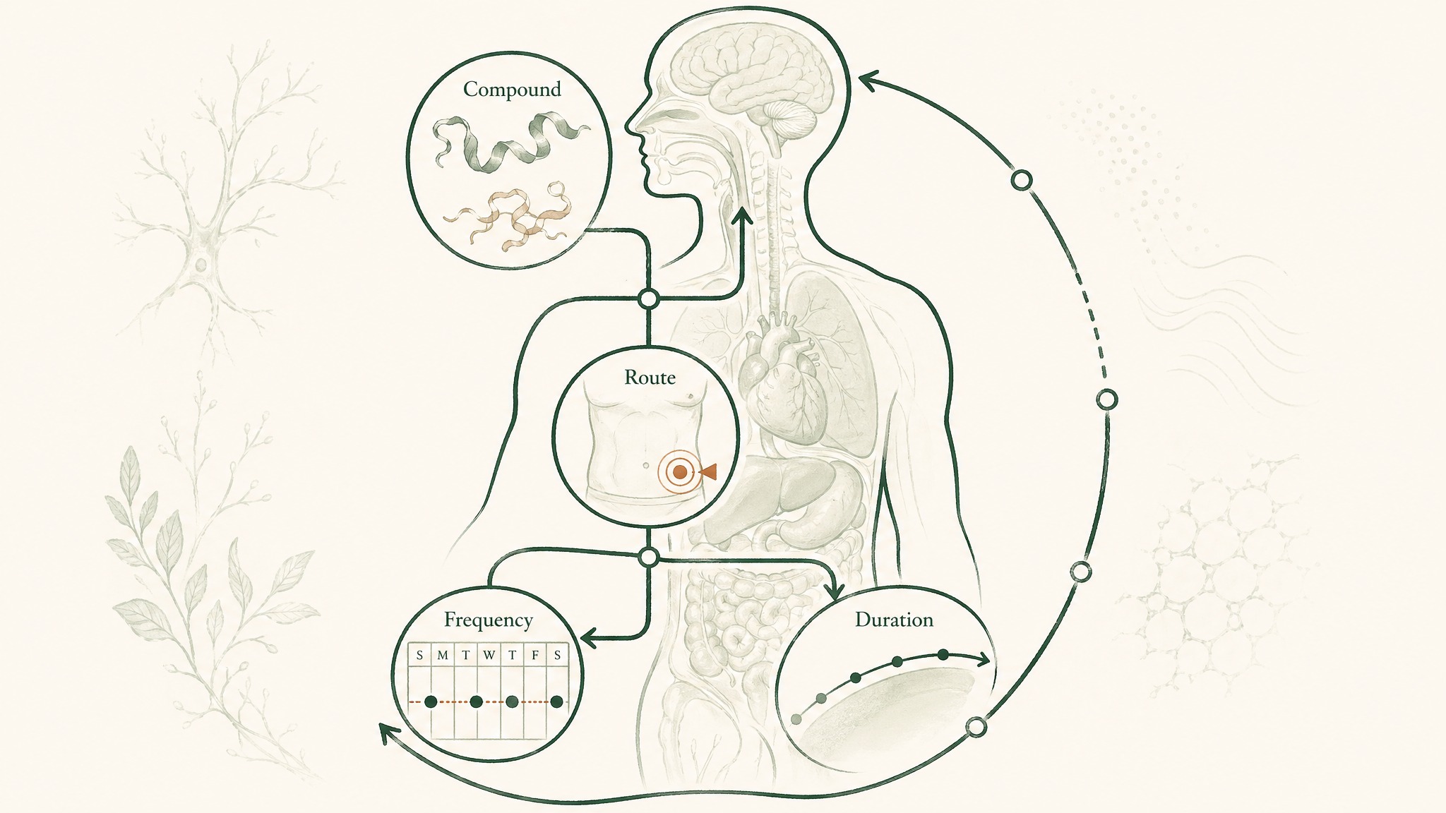 What a Peptide Protocol Actually Covers
