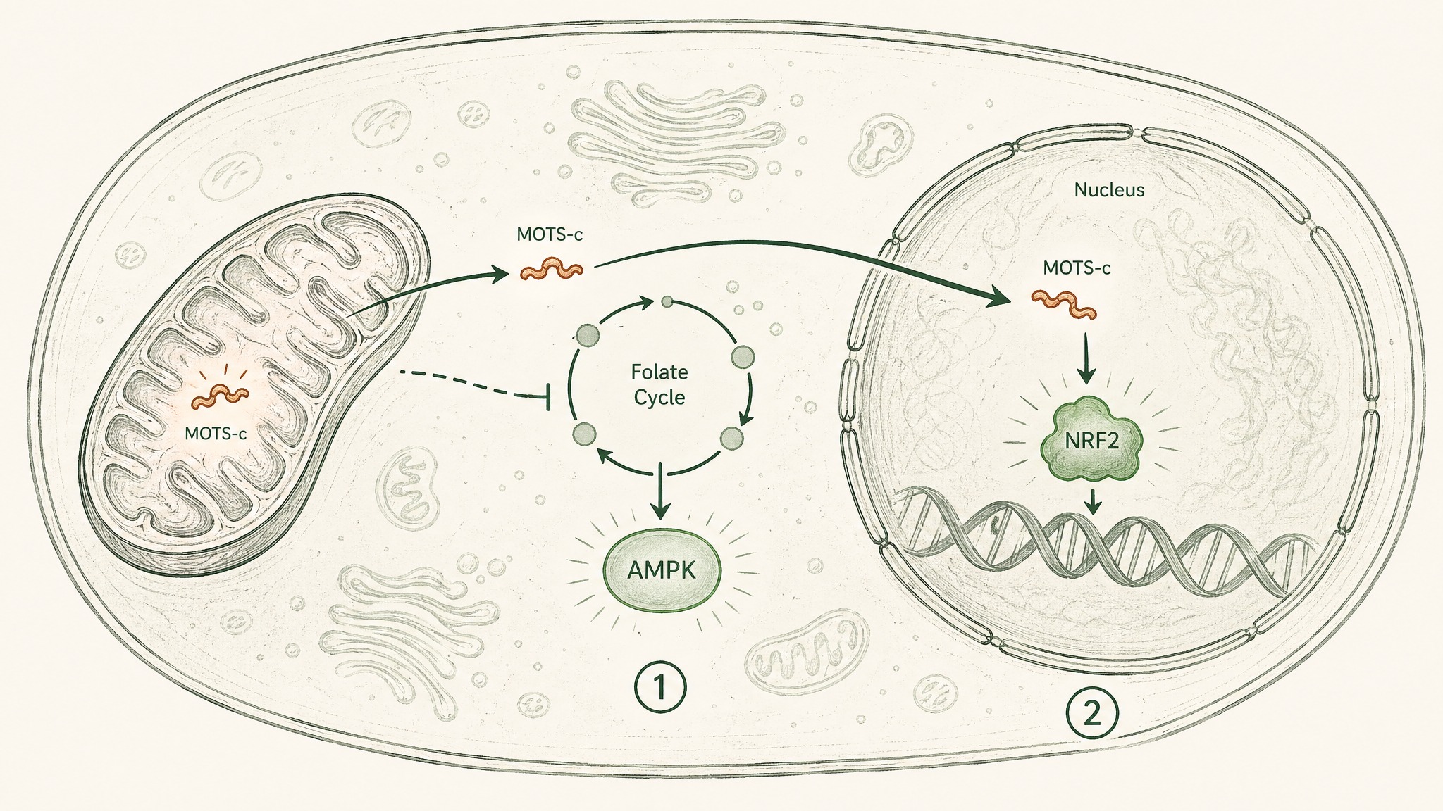 The Mechanism: What MOTS-C Actually Does Inside Your Cells