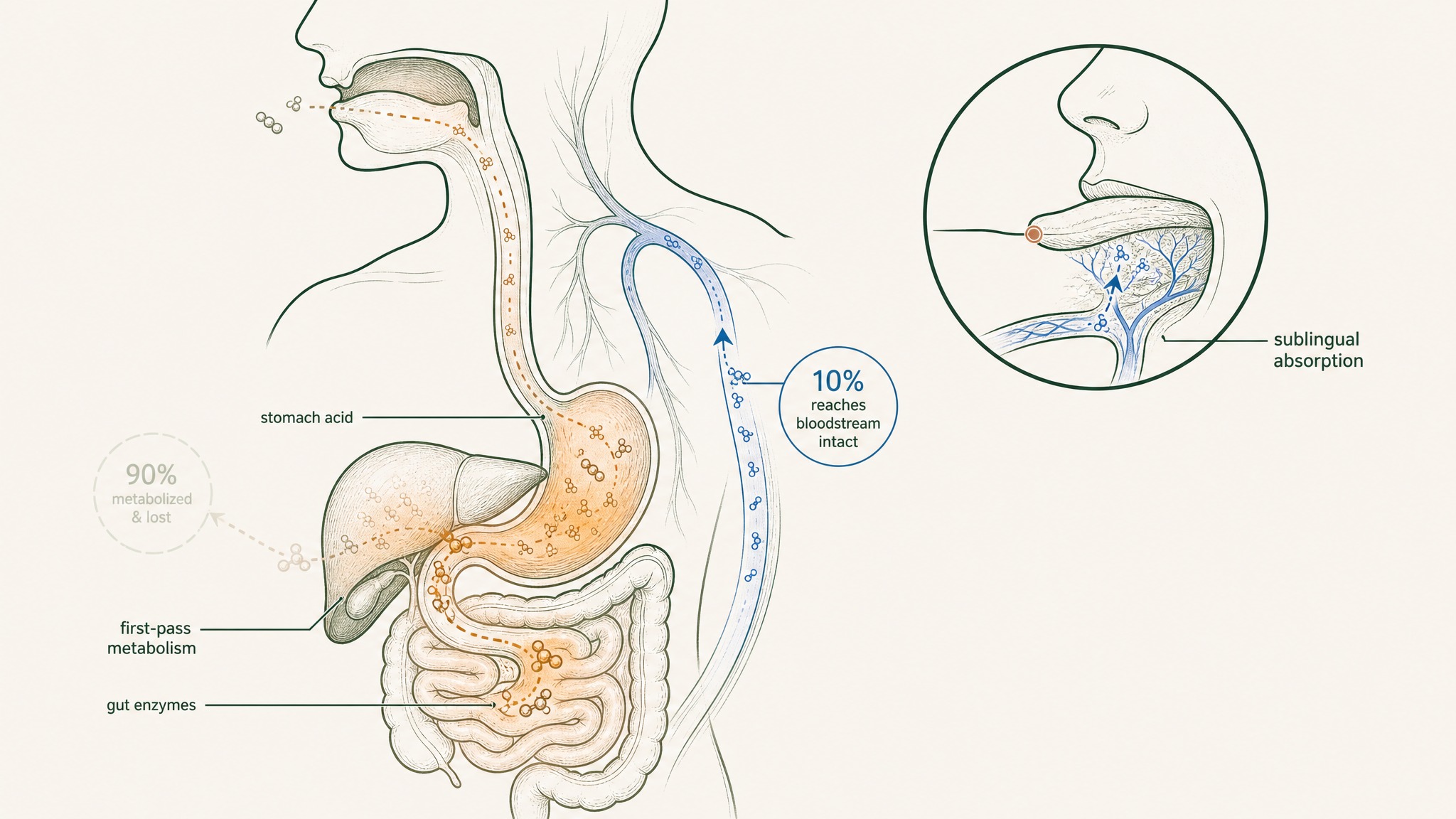 Do oral NAC and NAD supplements even reach your bloodstream?