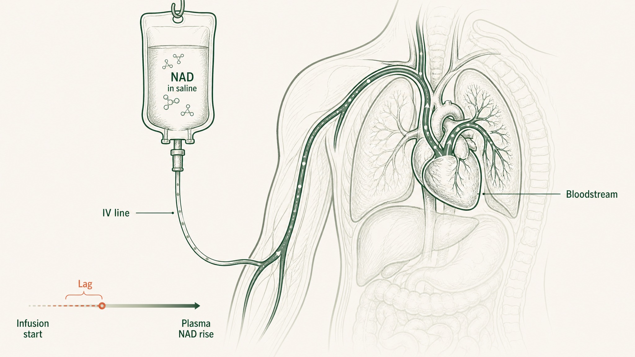 How does an NAD injection actually get NAD into your bloodstream?