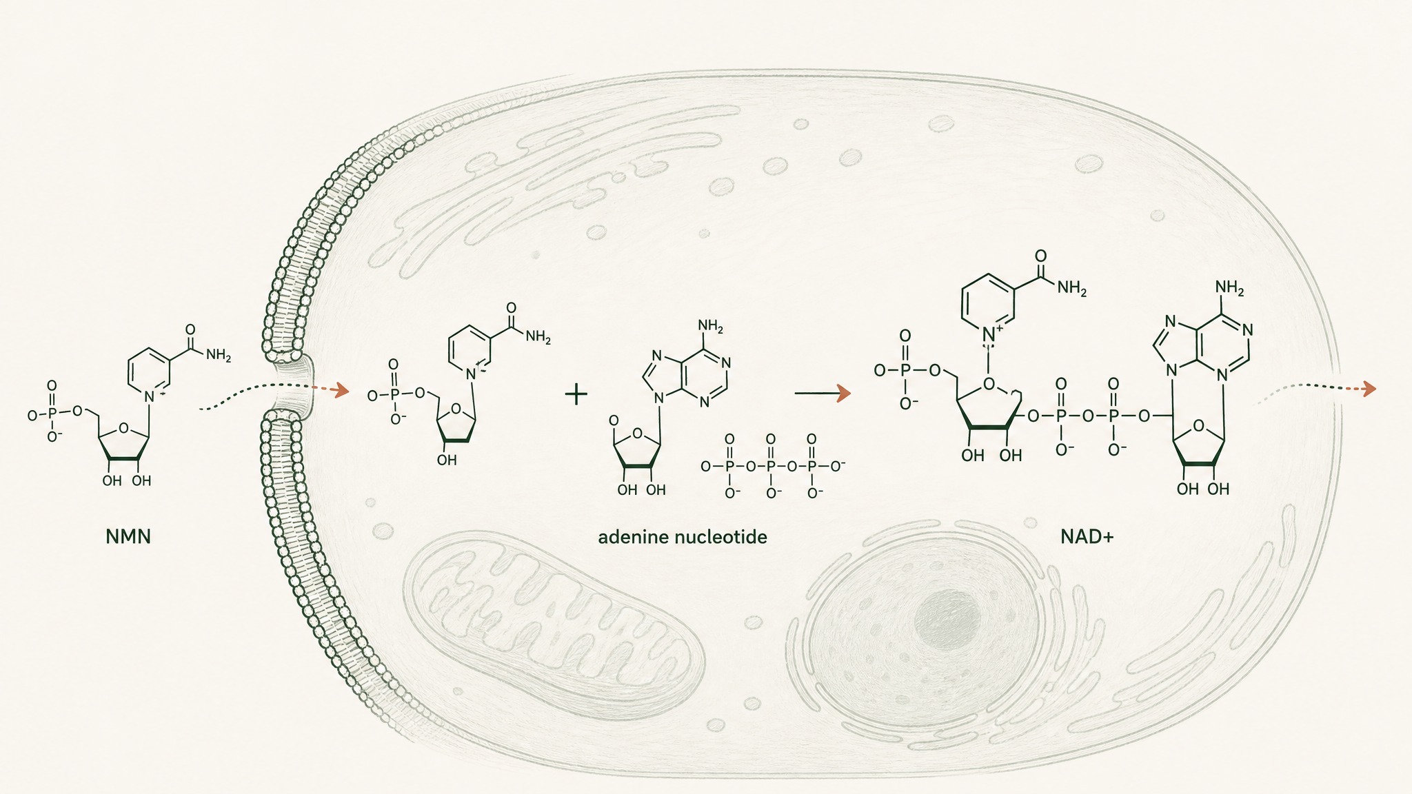 What is NMN and how is it different from NAD+?
